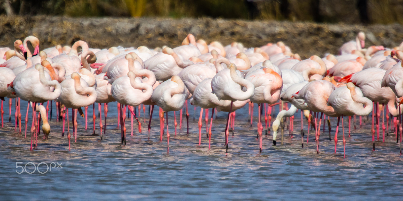 Canon EOS 60D sample photo. Pink flamingos in camargue photography