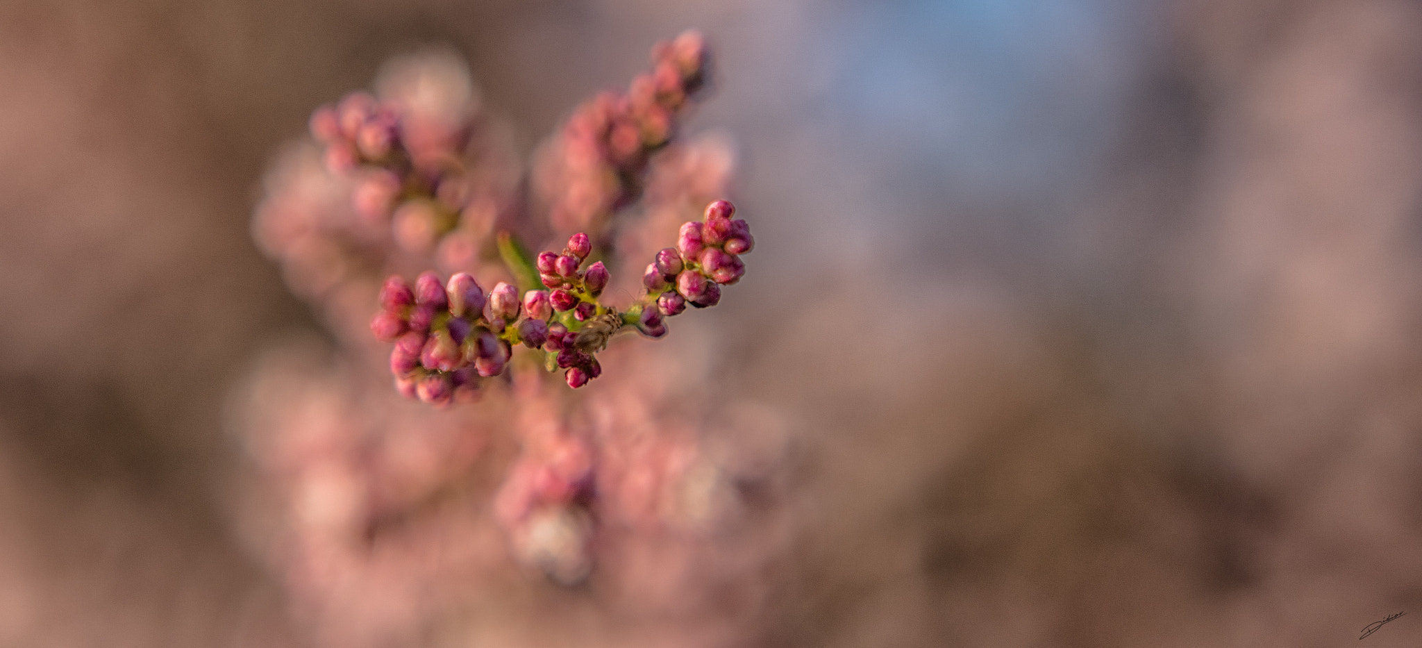 Nikon D5500 + Nikon AF-S DX Nikkor 35mm F1.8G sample photo. Nature photography
