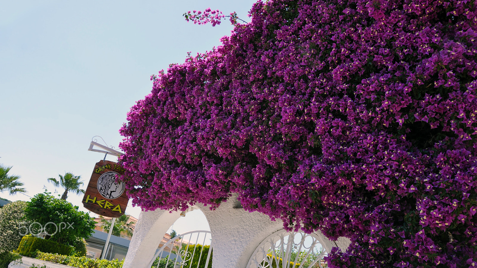 Nikon D5000 sample photo. Bougainvillea in skiathos photography