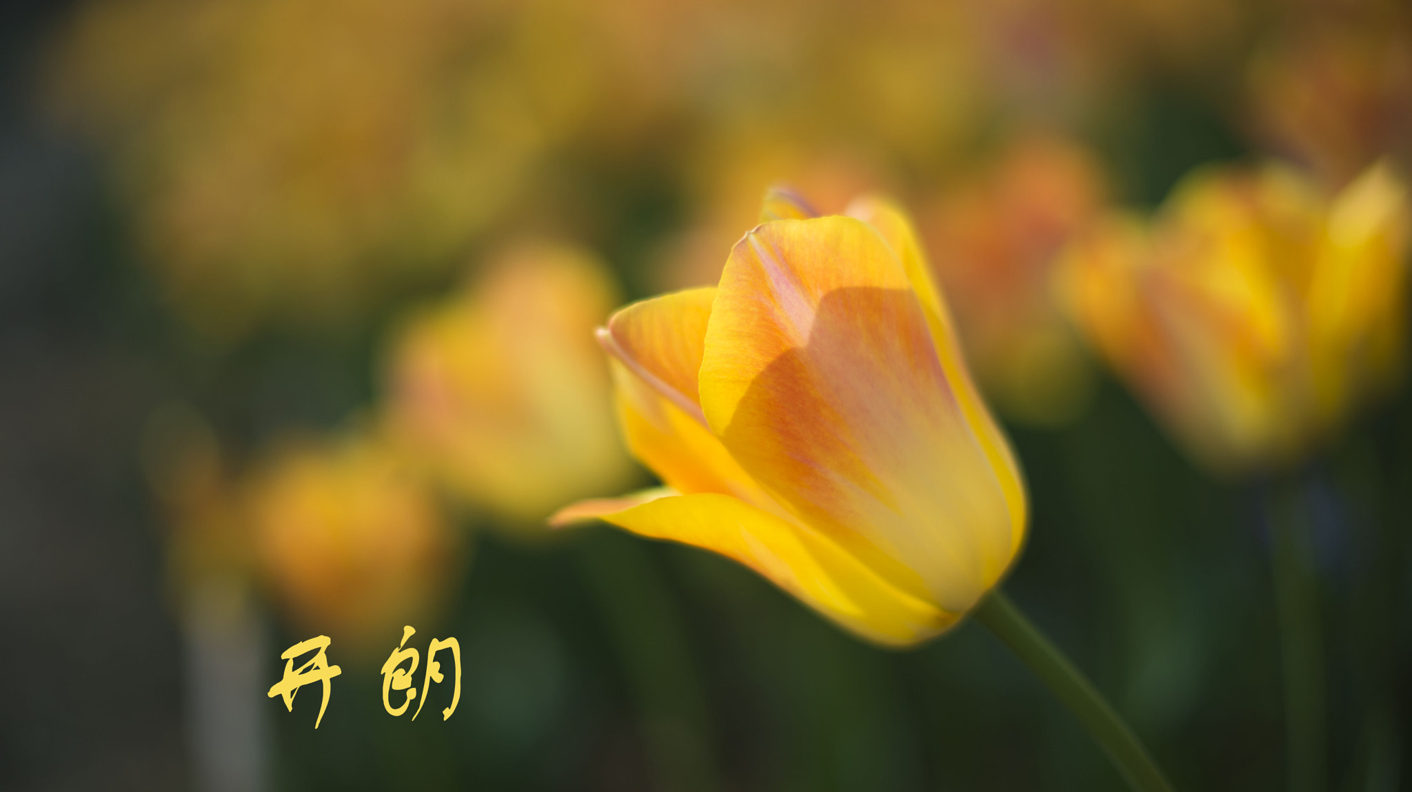 Nikon AF-S Nikkor 50mm F1.4G sample photo. Dsc photography