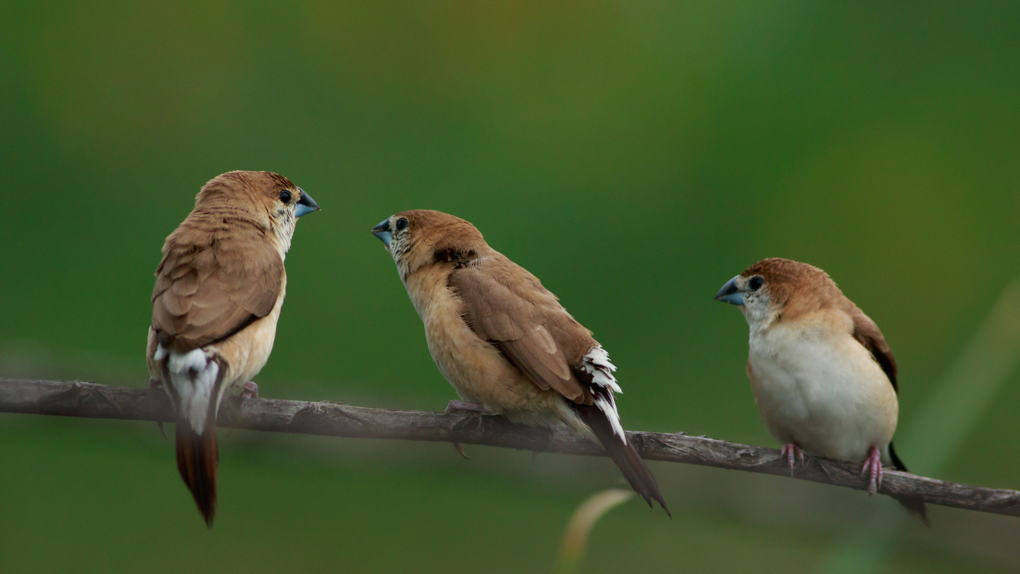 Canon EOS 7D Mark II + Canon EF 400mm F5.6L USM sample photo. Sliverbills photography