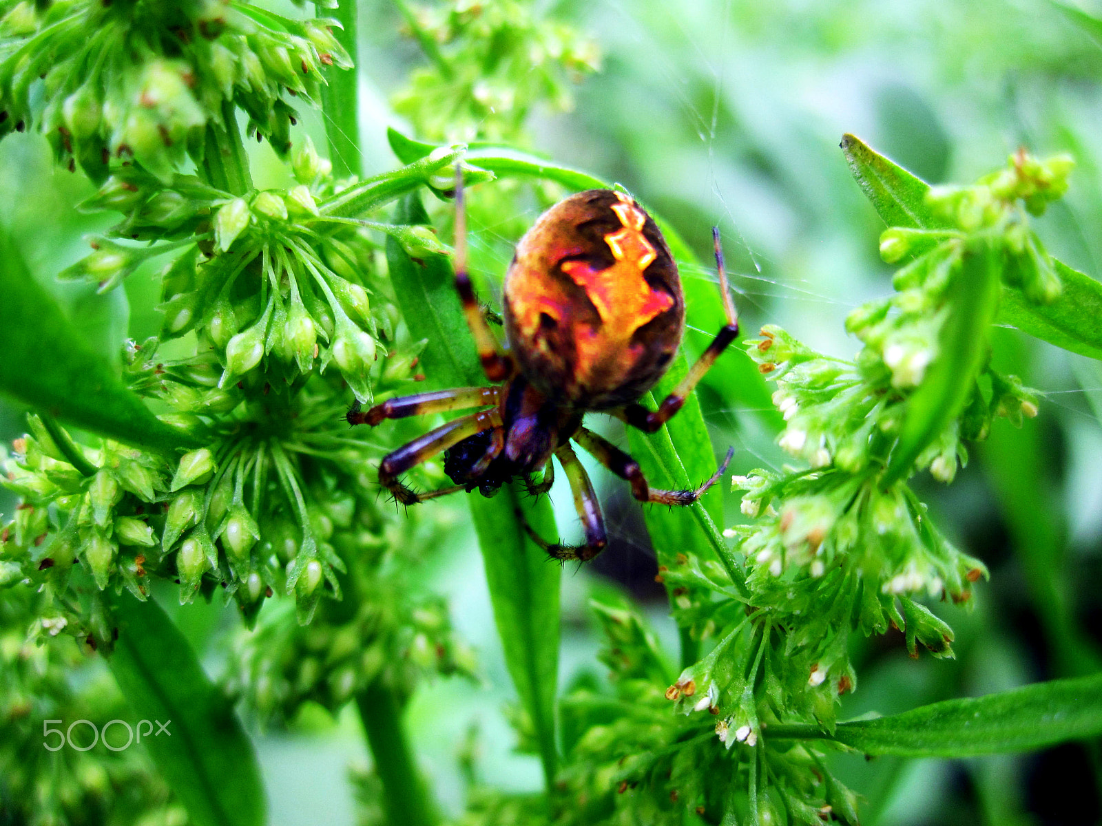 Canon PowerShot SD780 IS (Digital IXUS 100 IS / IXY Digital 210 IS) sample photo. Busy spider-having food photography