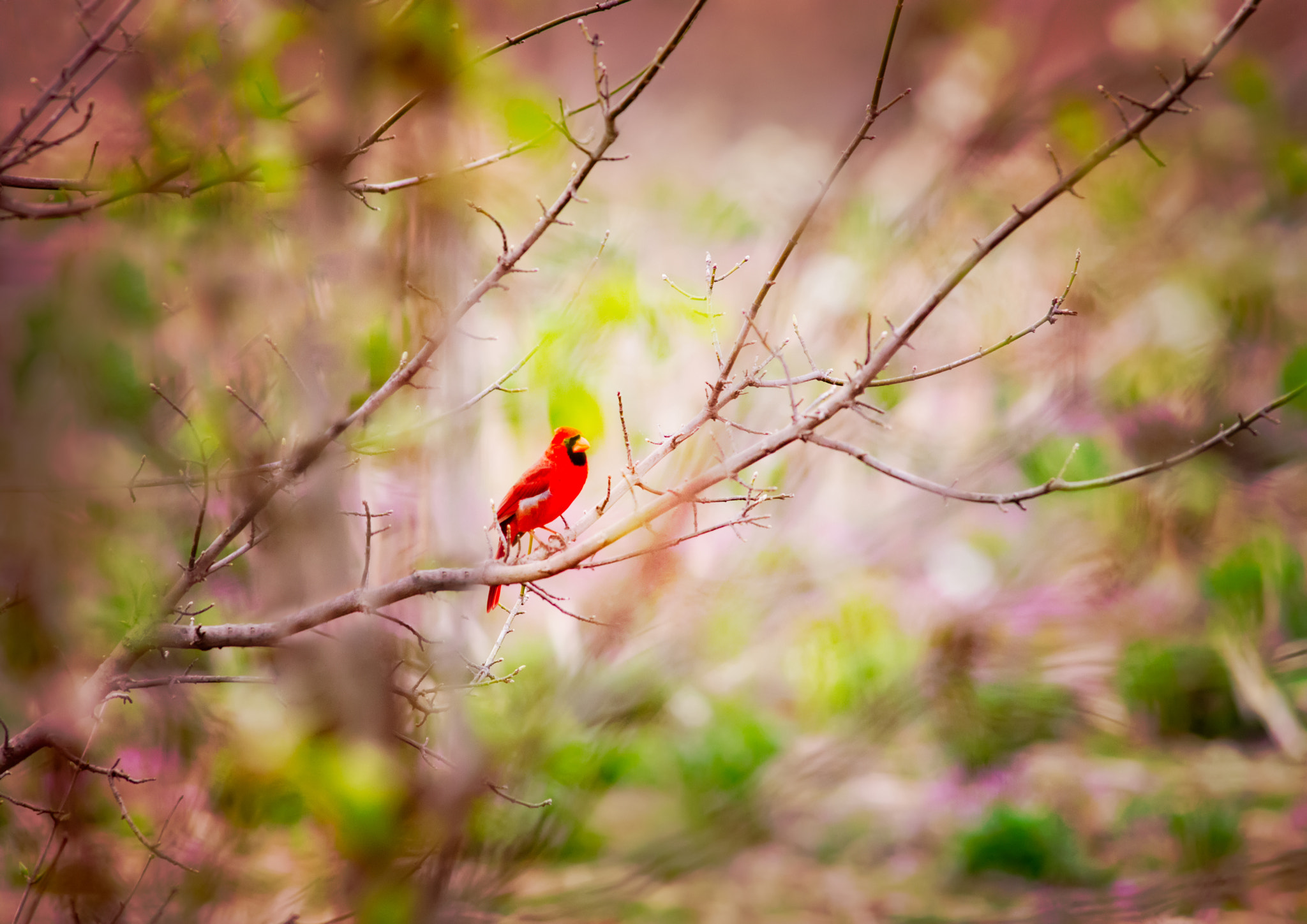 AF Nikkor 300mm f/4 IF-ED sample photo. Spring photography