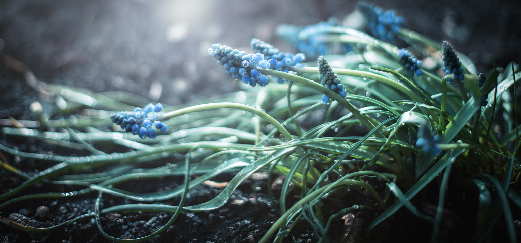Nikon D800 + Nikon AF-S Nikkor 50mm F1.4G sample photo. Frühlingsblumen. photography