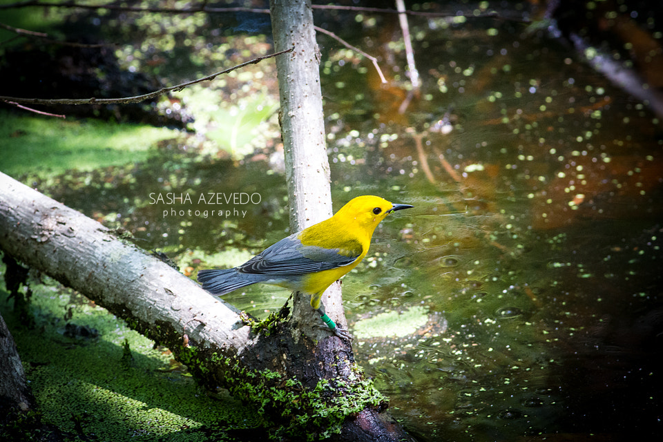 Canon EOS 7D sample photo. Prothonotary warbler photography