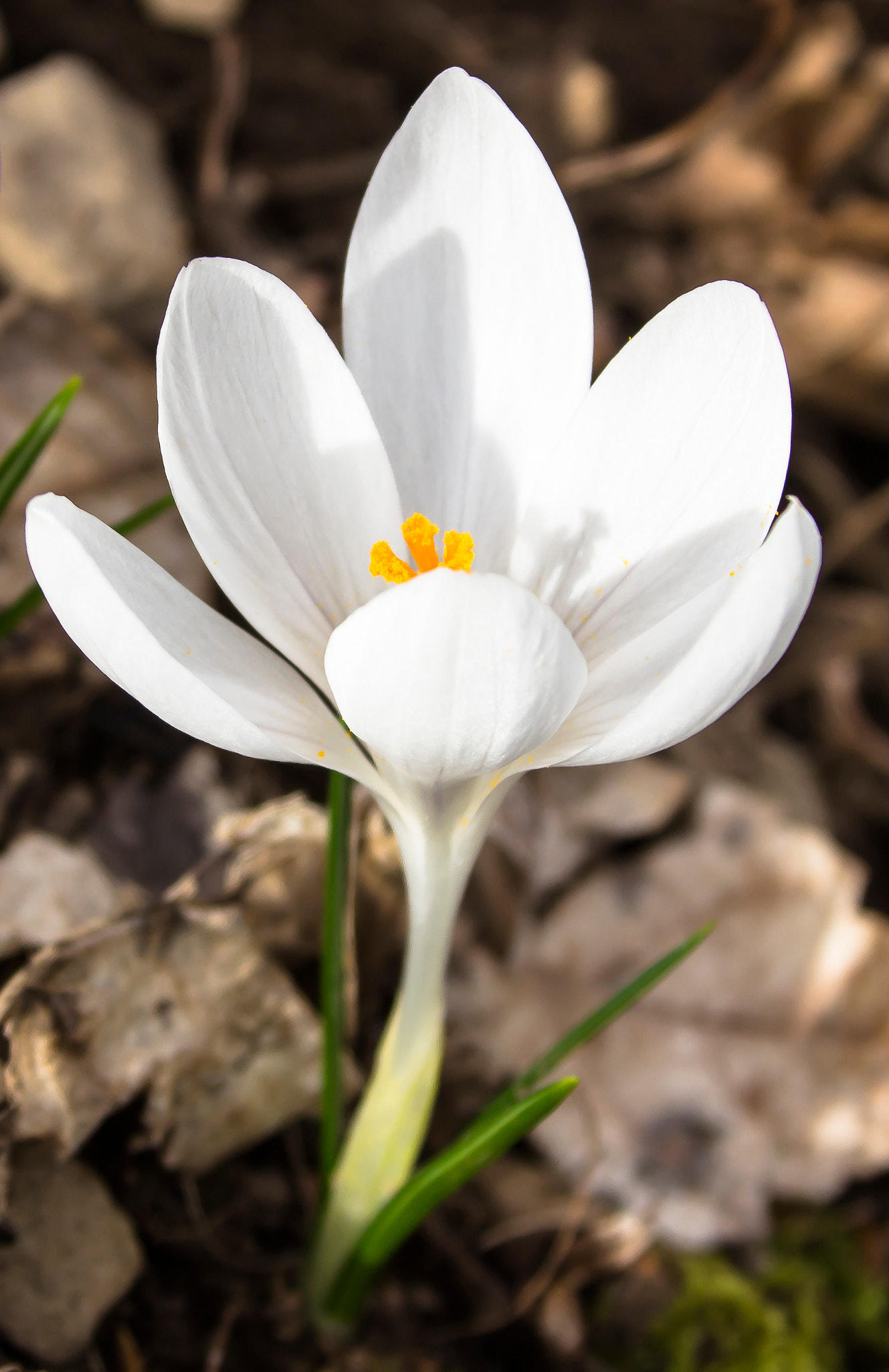 Canon EF 75-300mm F4.0-5.6 IS USM sample photo. White crocus photography