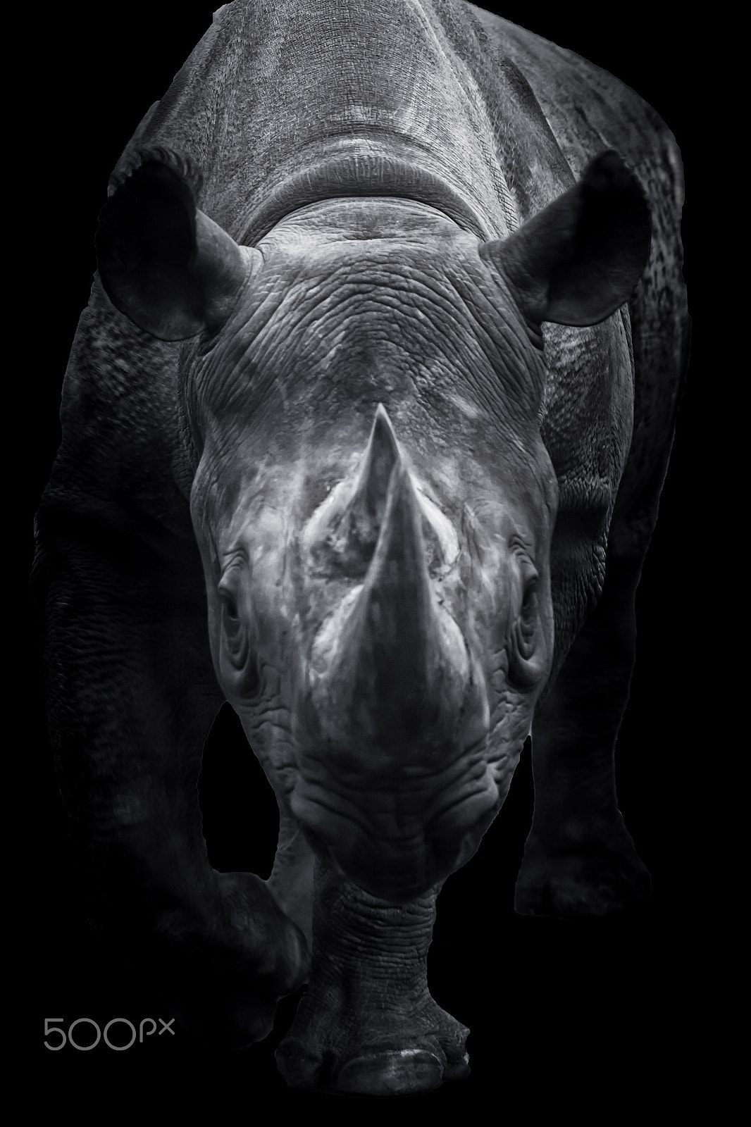 Canon EOS 50D + Canon EF 100mm F2.0 USM sample photo. Black rhinoceros walking towards you photography