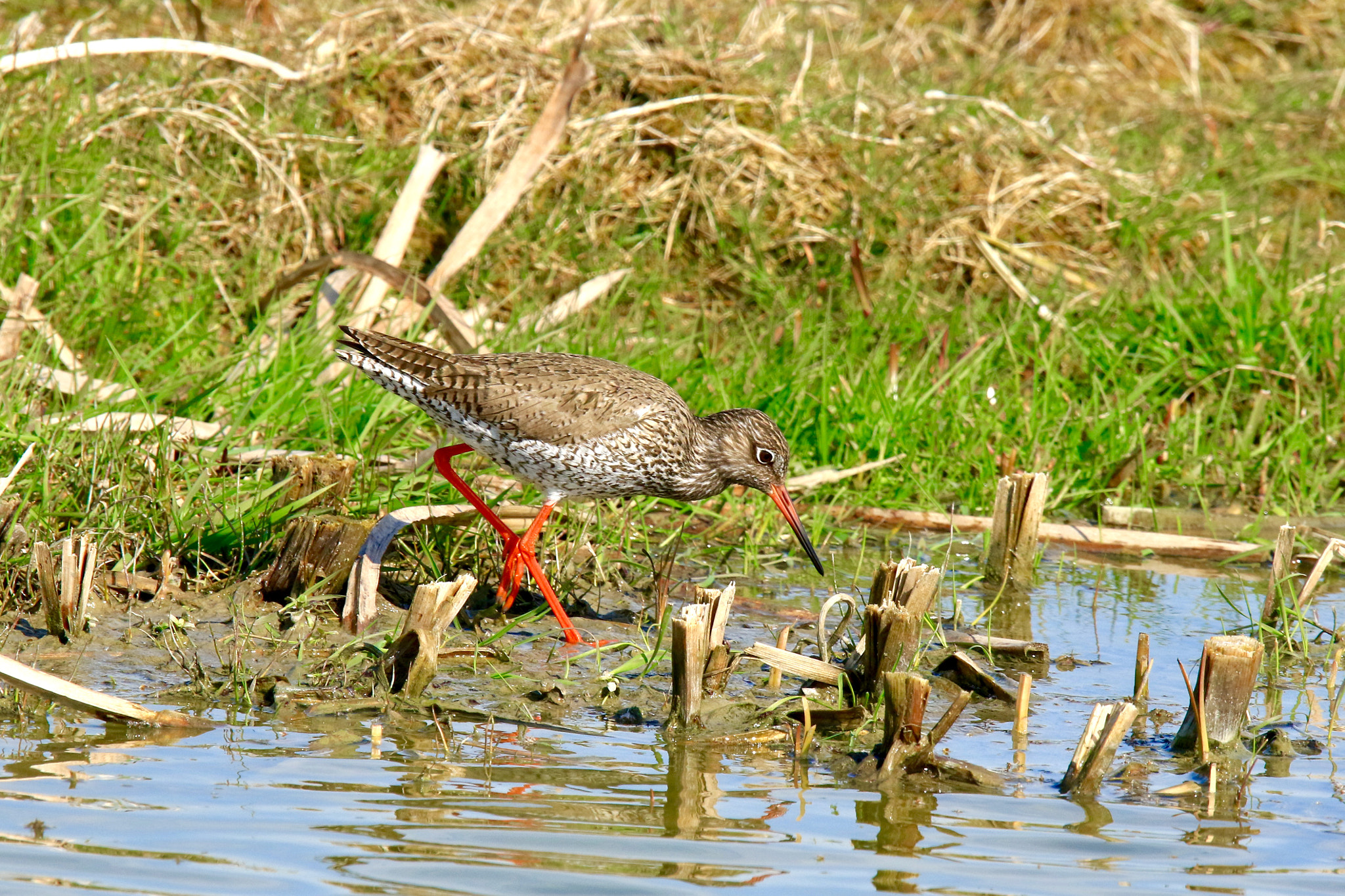Sigma 150mm f/2.8 EX DG OS HSM APO Macro sample photo. Redshank,photo was taken nearby dronrijp. photography