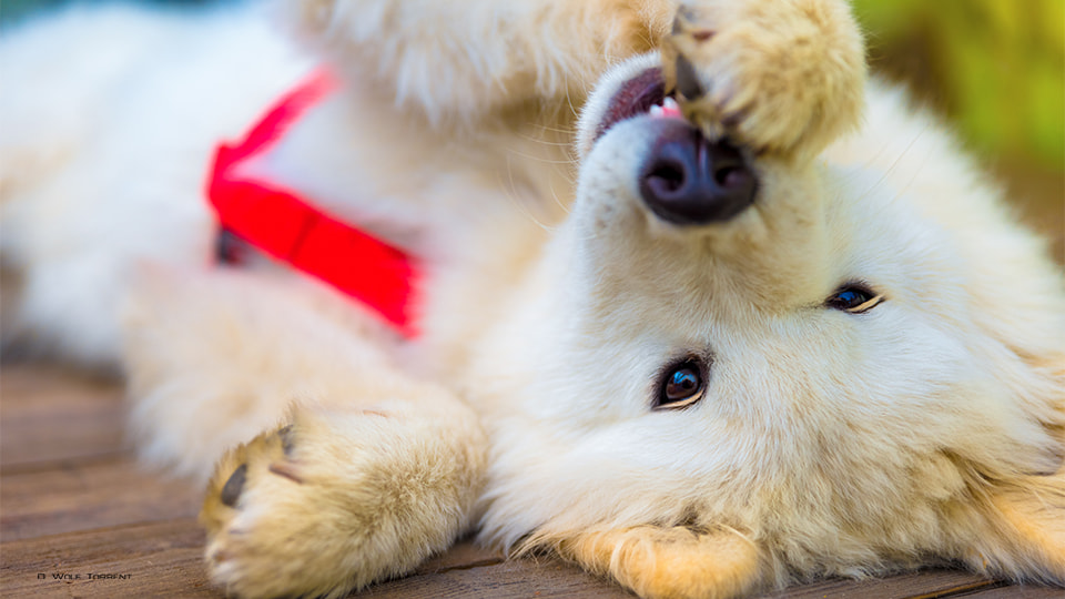 Tamron SP 24-70mm F2.8 Di VC USD sample photo. Samoyed photography
