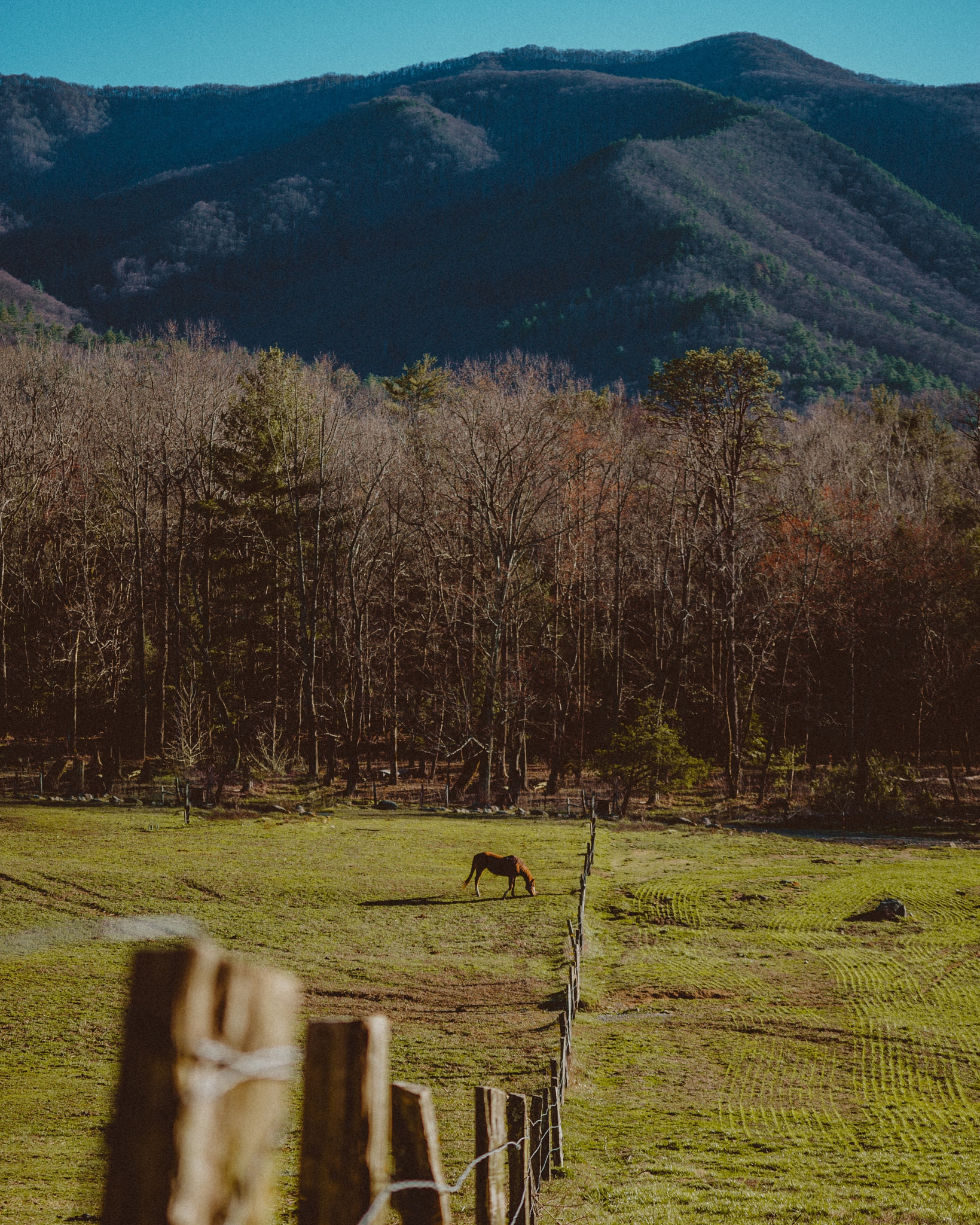 Sony a7S sample photo. Horsing around photography