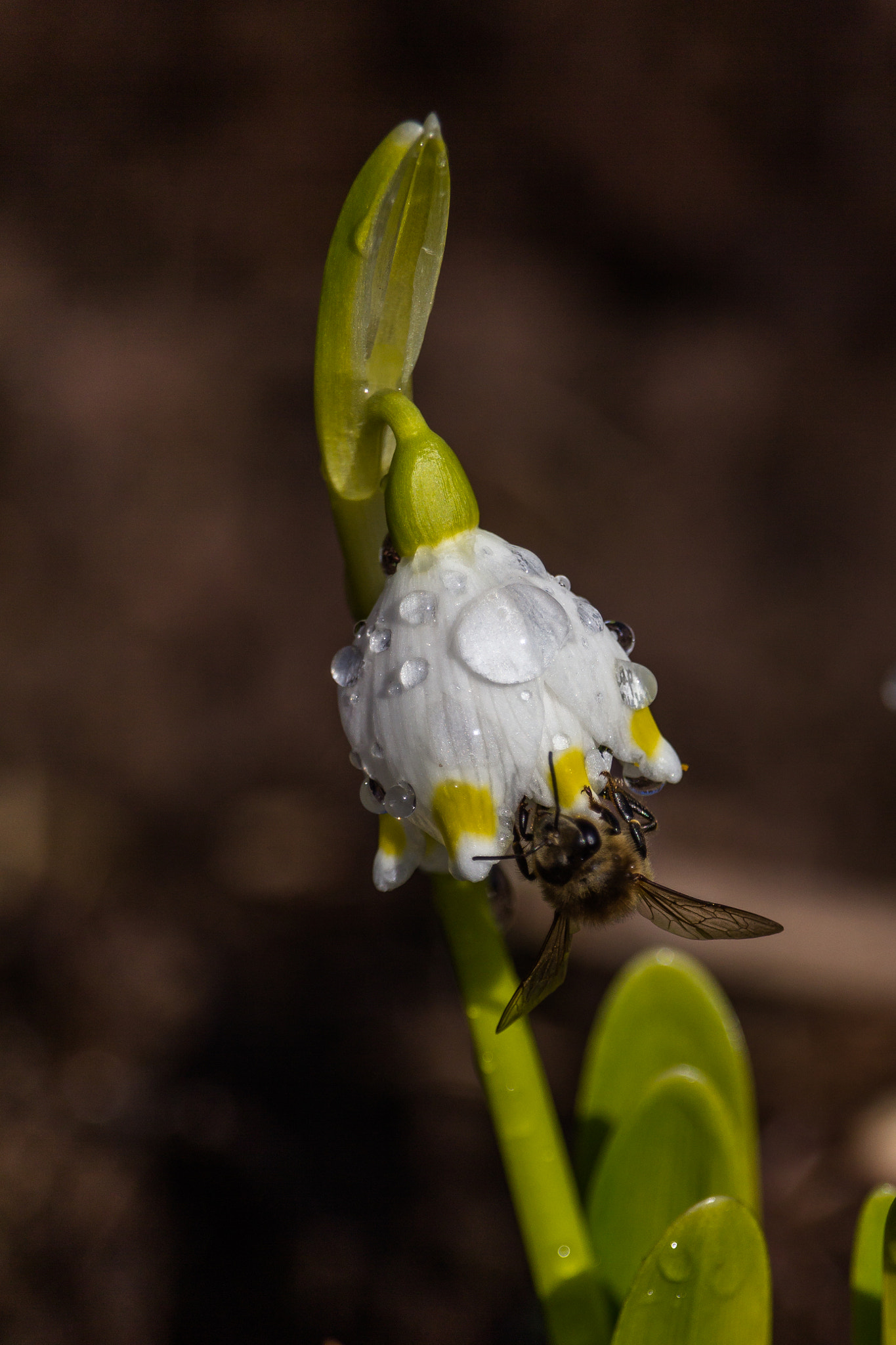 Canon EF-S 55-250mm F4-5.6 IS STM sample photo. Snowdrop photography