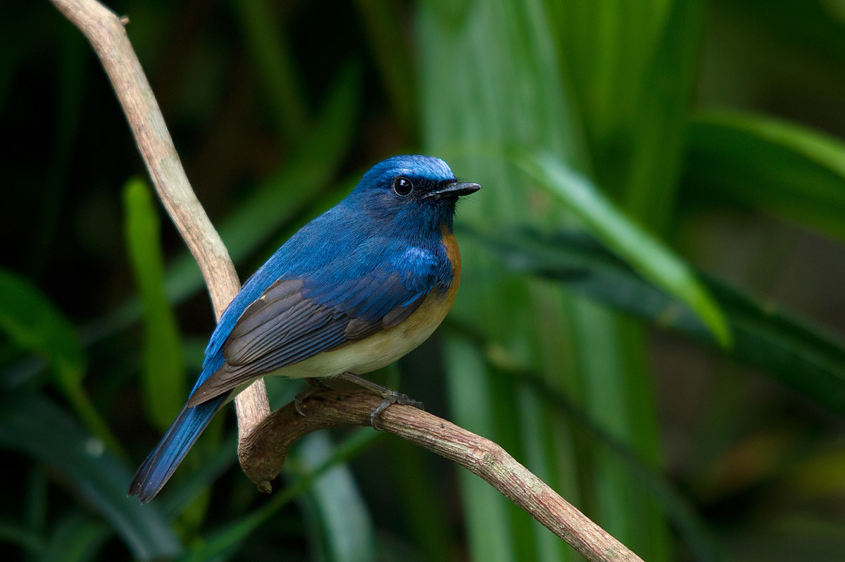 Canon EOS 550D (EOS Rebel T2i / EOS Kiss X4) + Sigma 150-500mm F5-6.3 DG OS HSM sample photo. Blue throated blue flycatcher - male photography