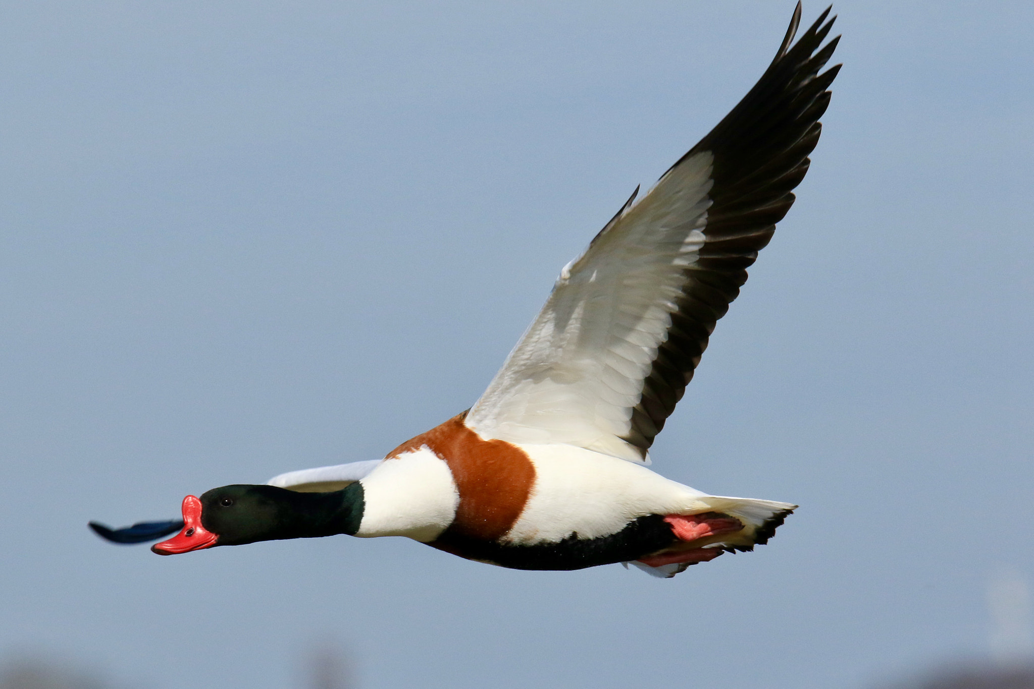 Sigma 150mm f/2.8 EX DG OS HSM APO Macro sample photo. Shelduck,photo was taken nearby dronrijp. photography