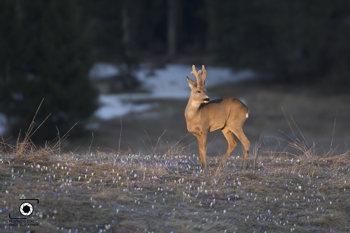 150-600mm F5-6.3 DG OS HSM | Sports 014 sample photo. Last light.. photography