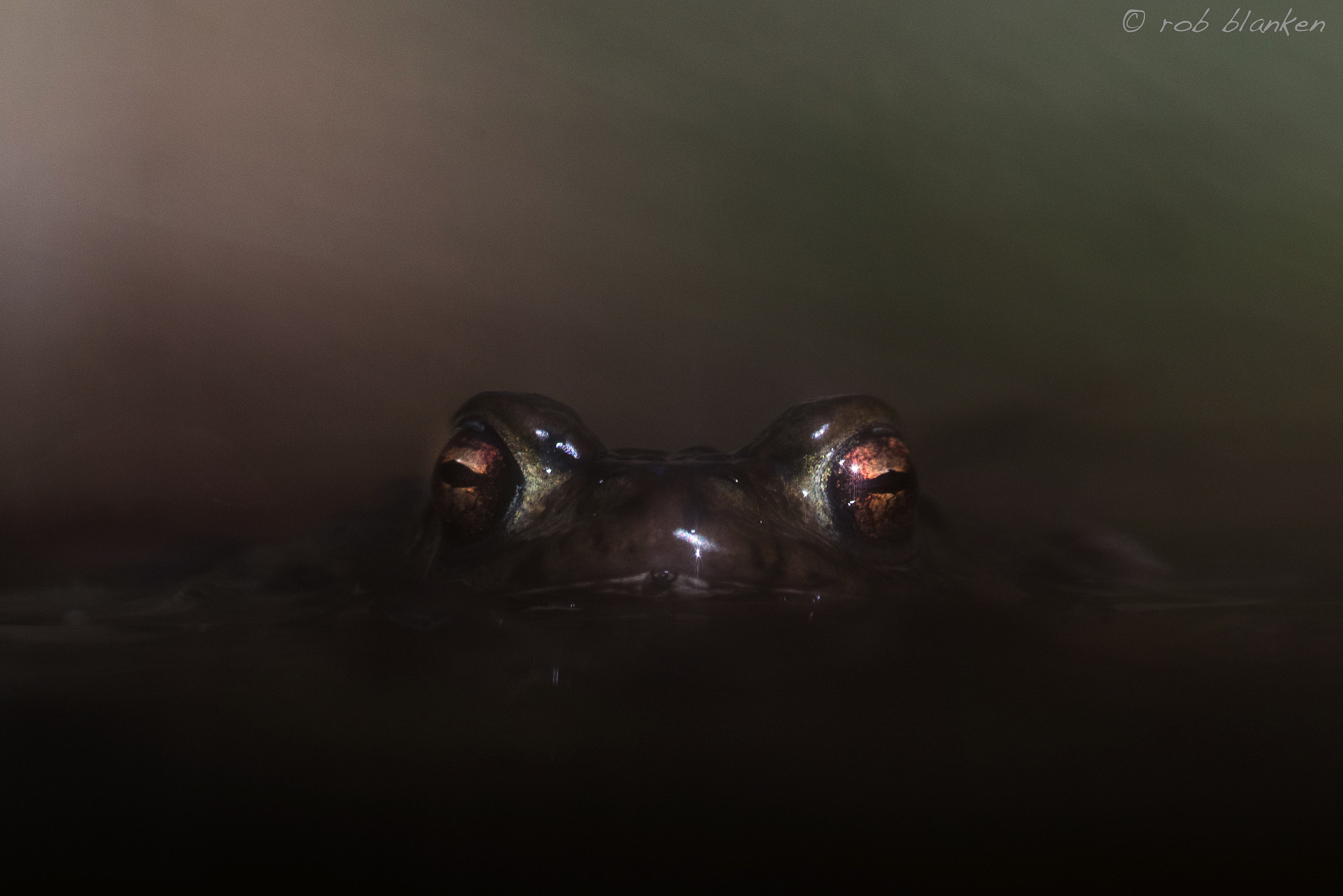 Nikon D810 sample photo. Common toad photography