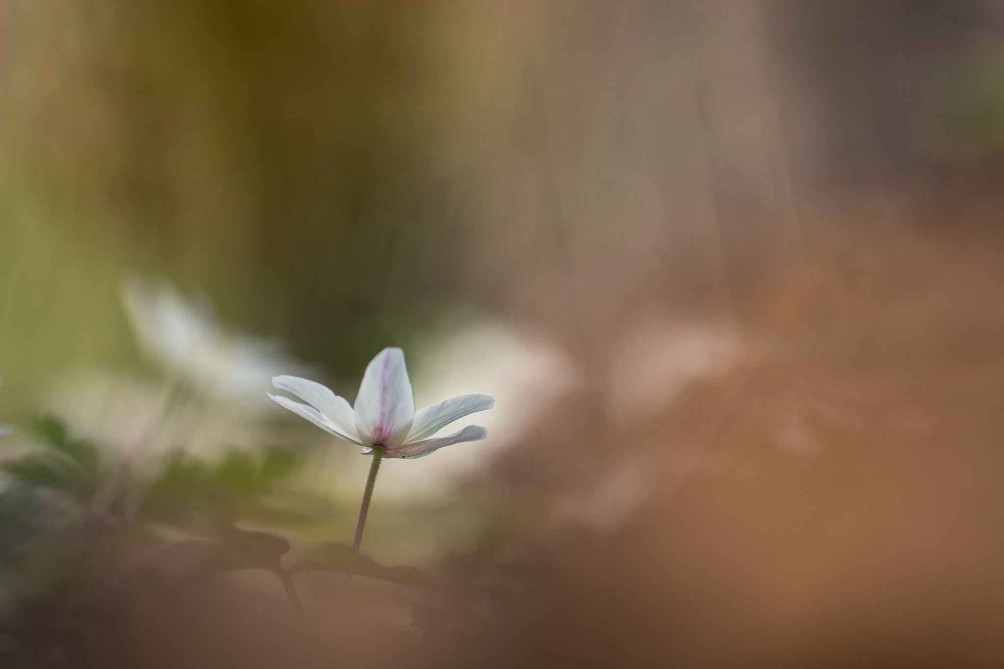 Canon EF 100mm F2.8L Macro IS USM sample photo. Anémone photography