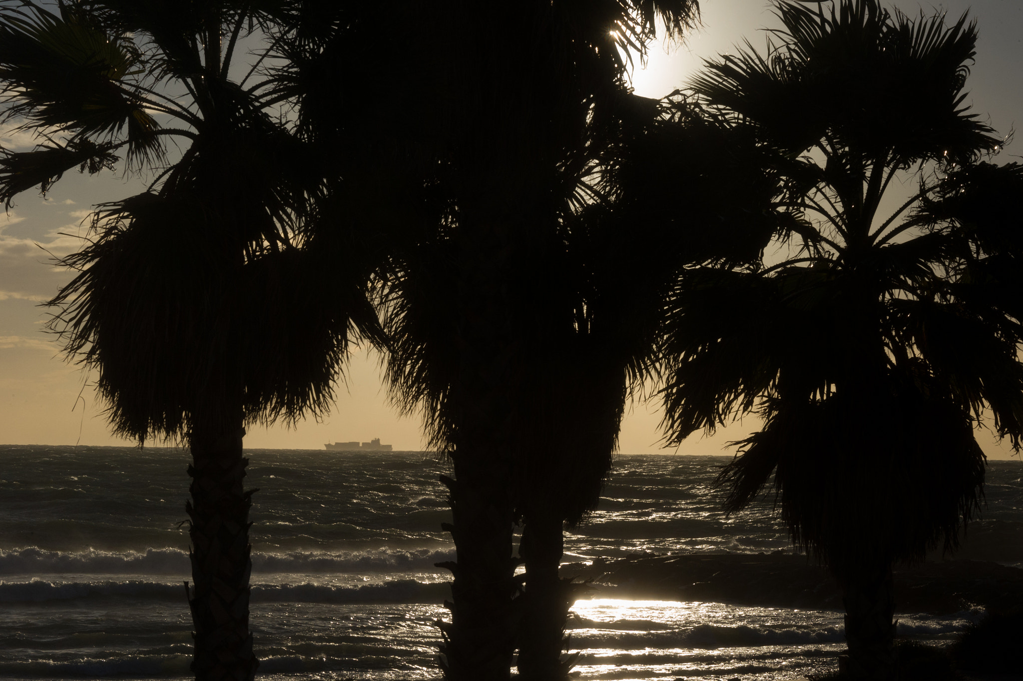 Nikon D3S sample photo. Rough seas and palm trees photography