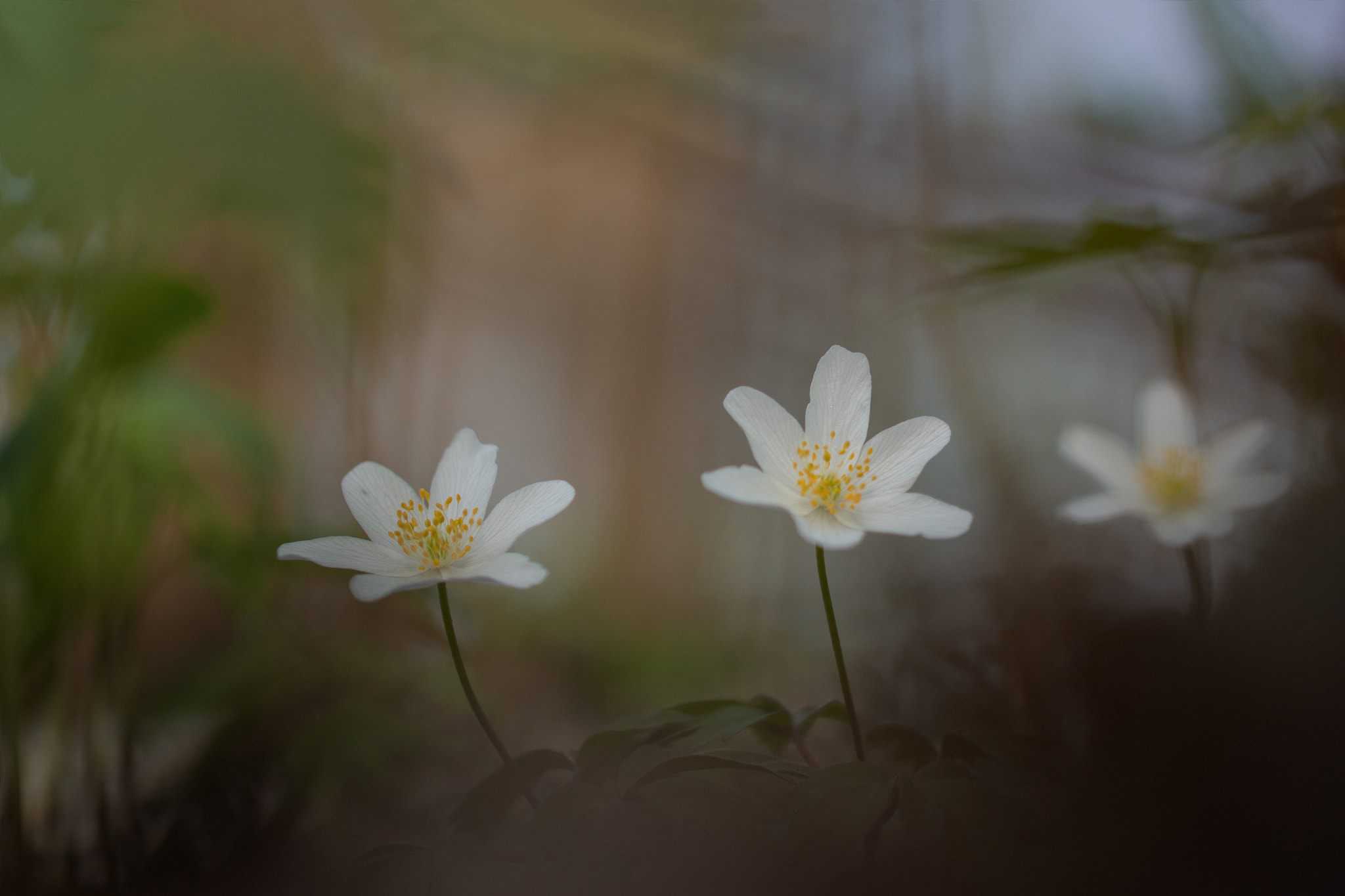 Canon EF 100mm F2.8L Macro IS USM sample photo. Anémone photography