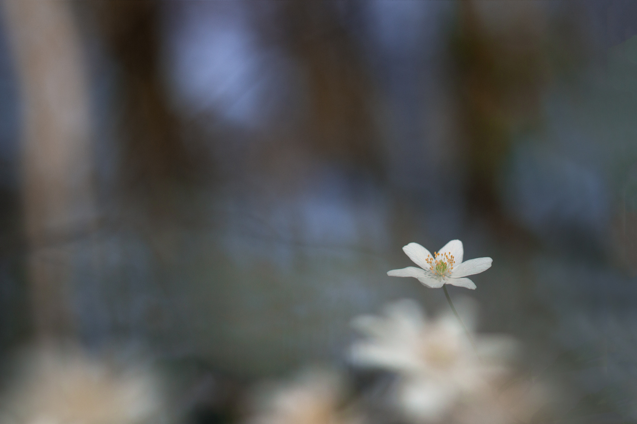 Canon EF 100mm F2.8L Macro IS USM sample photo. Anémone photography
