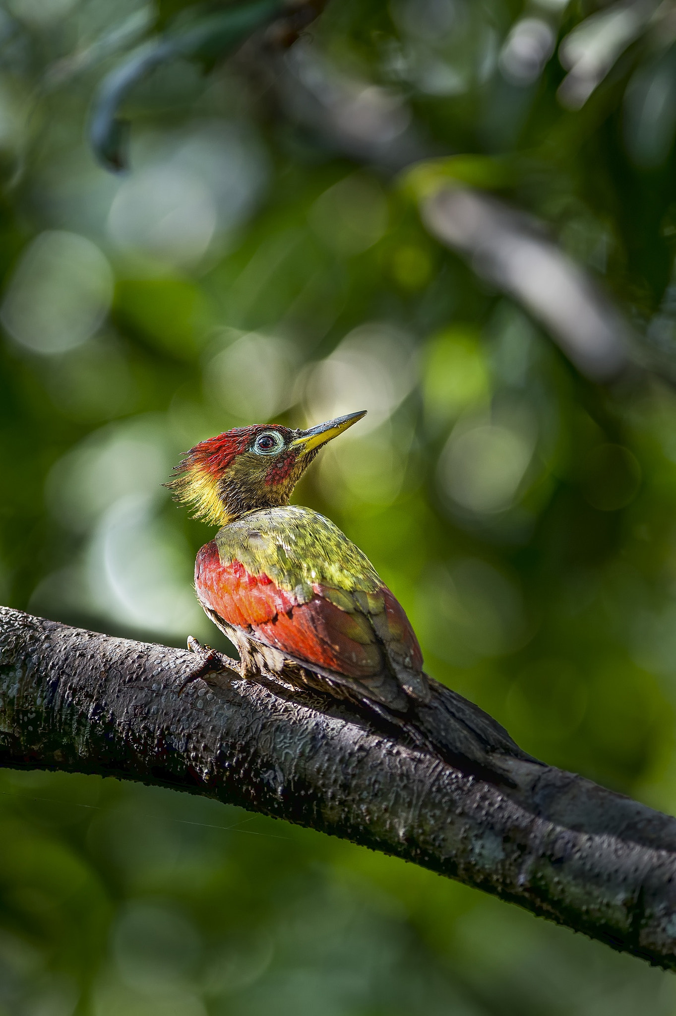 Nikon D4S + Nikon AF-S Nikkor 300mm F2.8G ED VR II sample photo. Crimson winged woodpecker photography