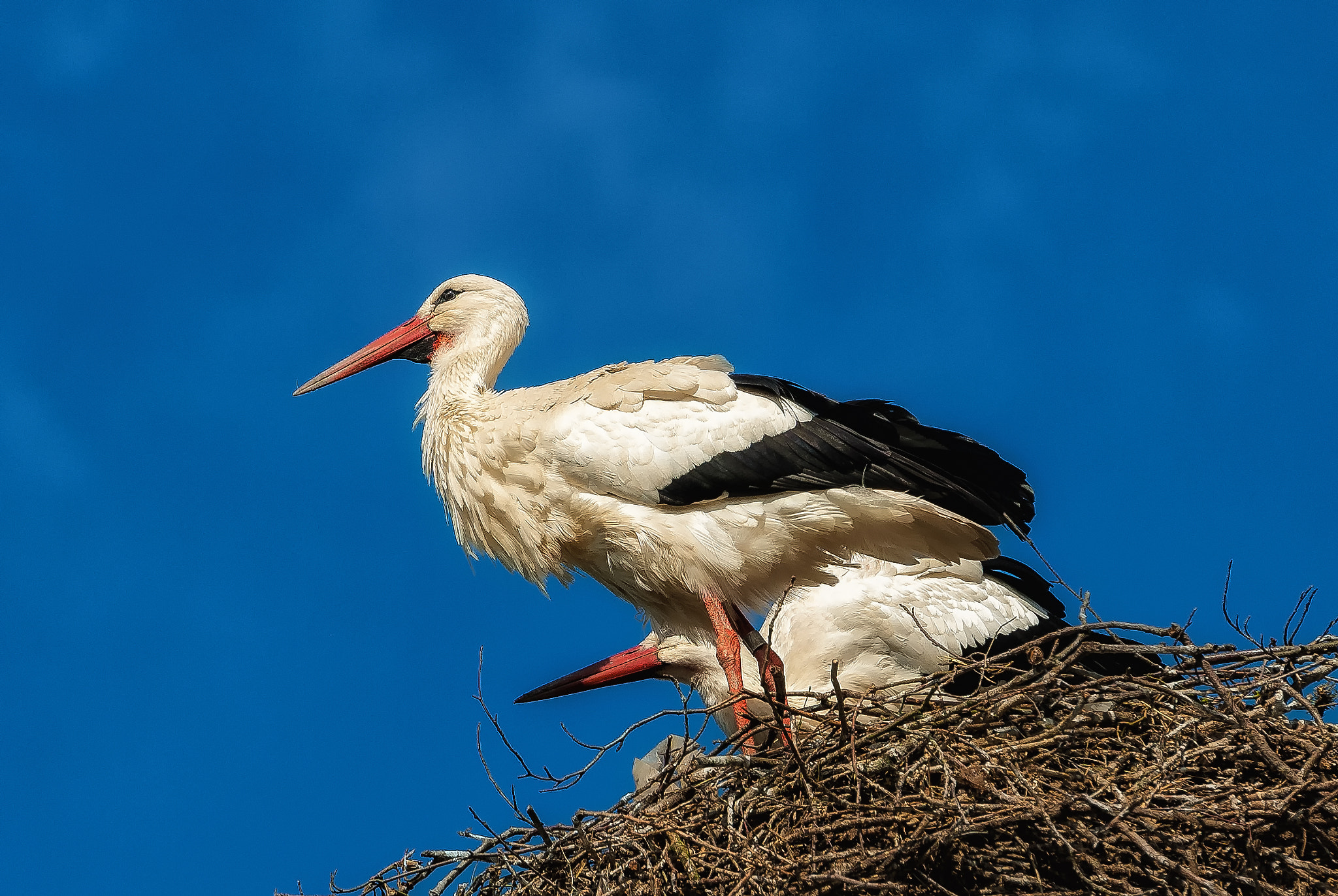 Nikon D2X + Nikon AF-S Nikkor 70-200mm F2.8G ED VR II sample photo. "storks in nest" photography