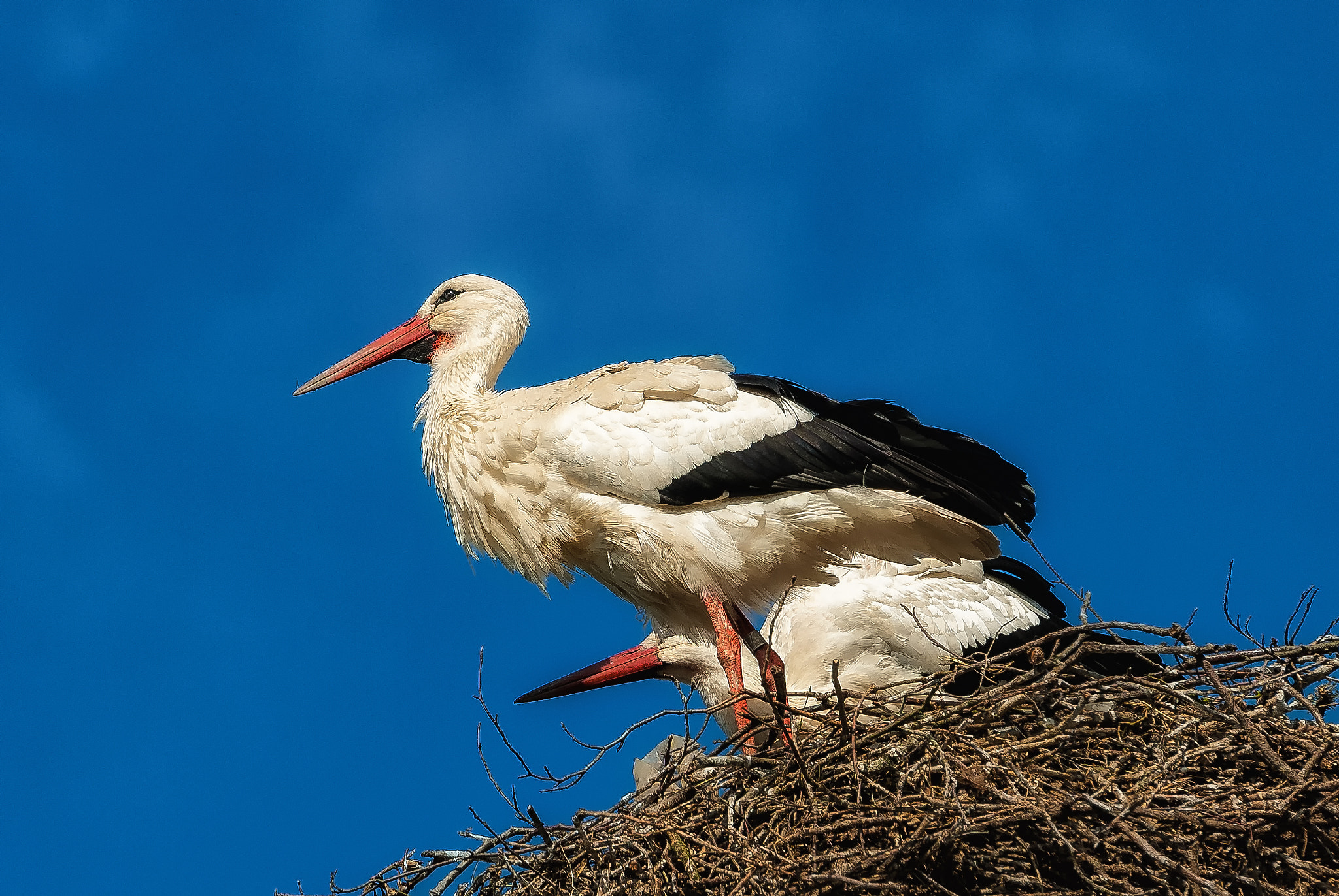 Nikon AF-S Nikkor 70-200mm F2.8G ED VR II sample photo. "storks in nest" photography
