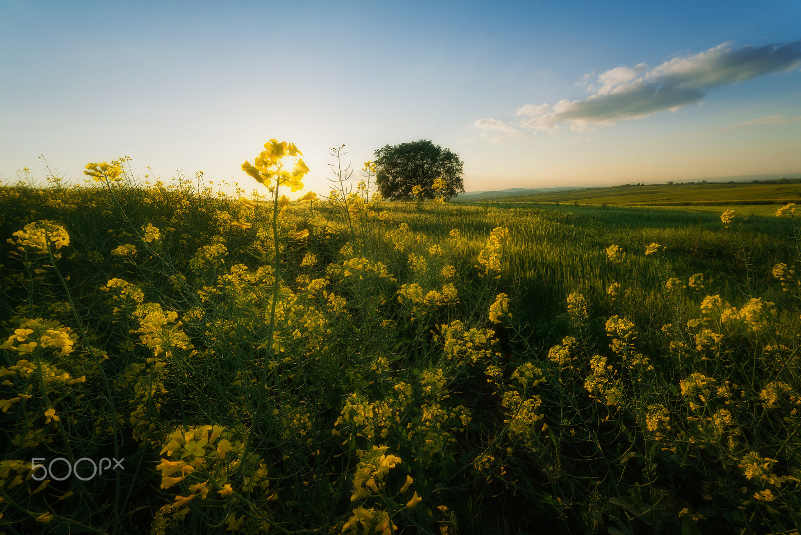 Samyang 14mm F2.8 ED AS IF UMC sample photo. Spring calls photography