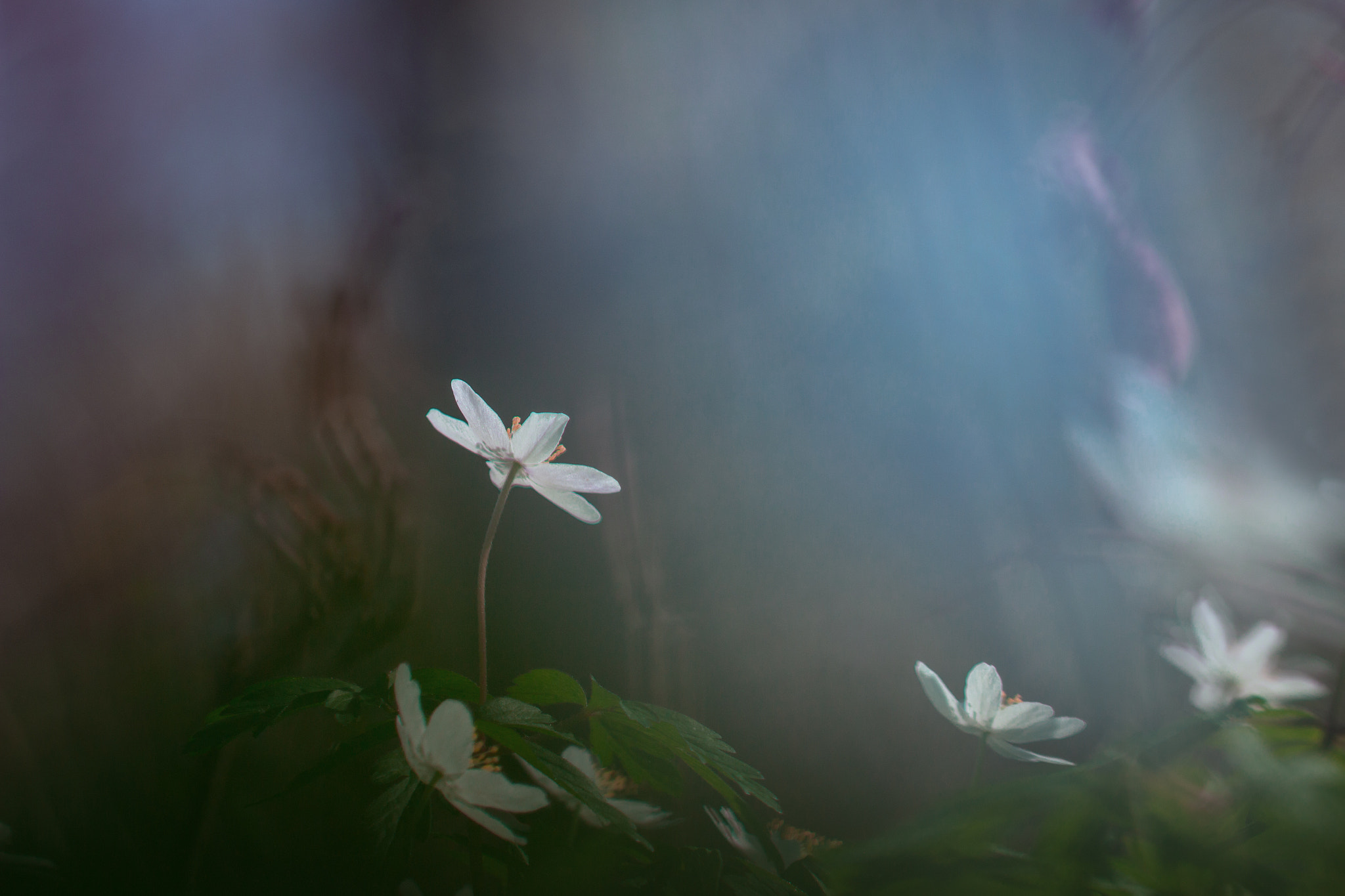 Canon EF 100mm F2.8L Macro IS USM sample photo. Anémone photography