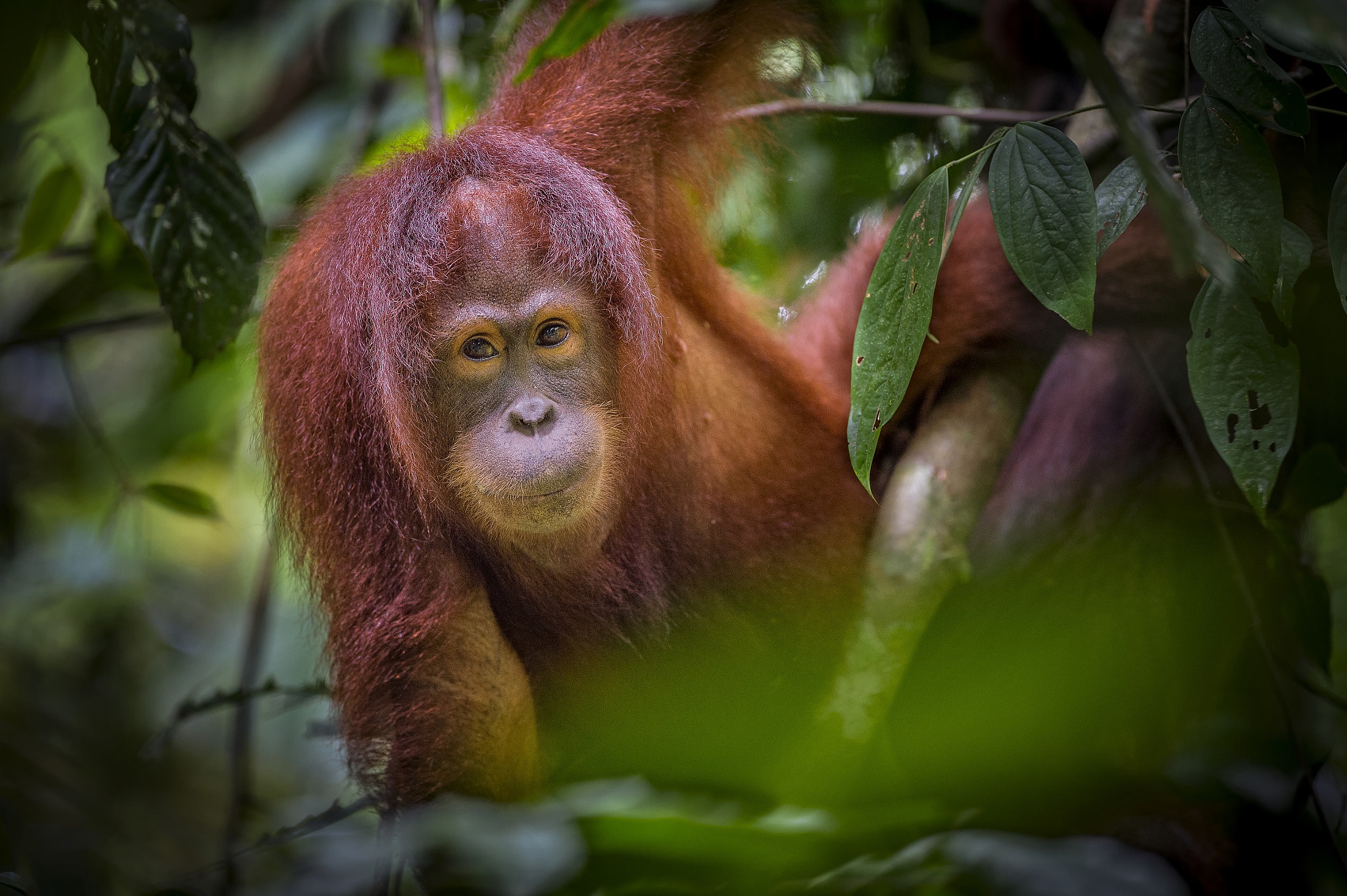 Nikon AF-S Nikkor 300mm F2.8G ED VR II sample photo. Orang-utan photography