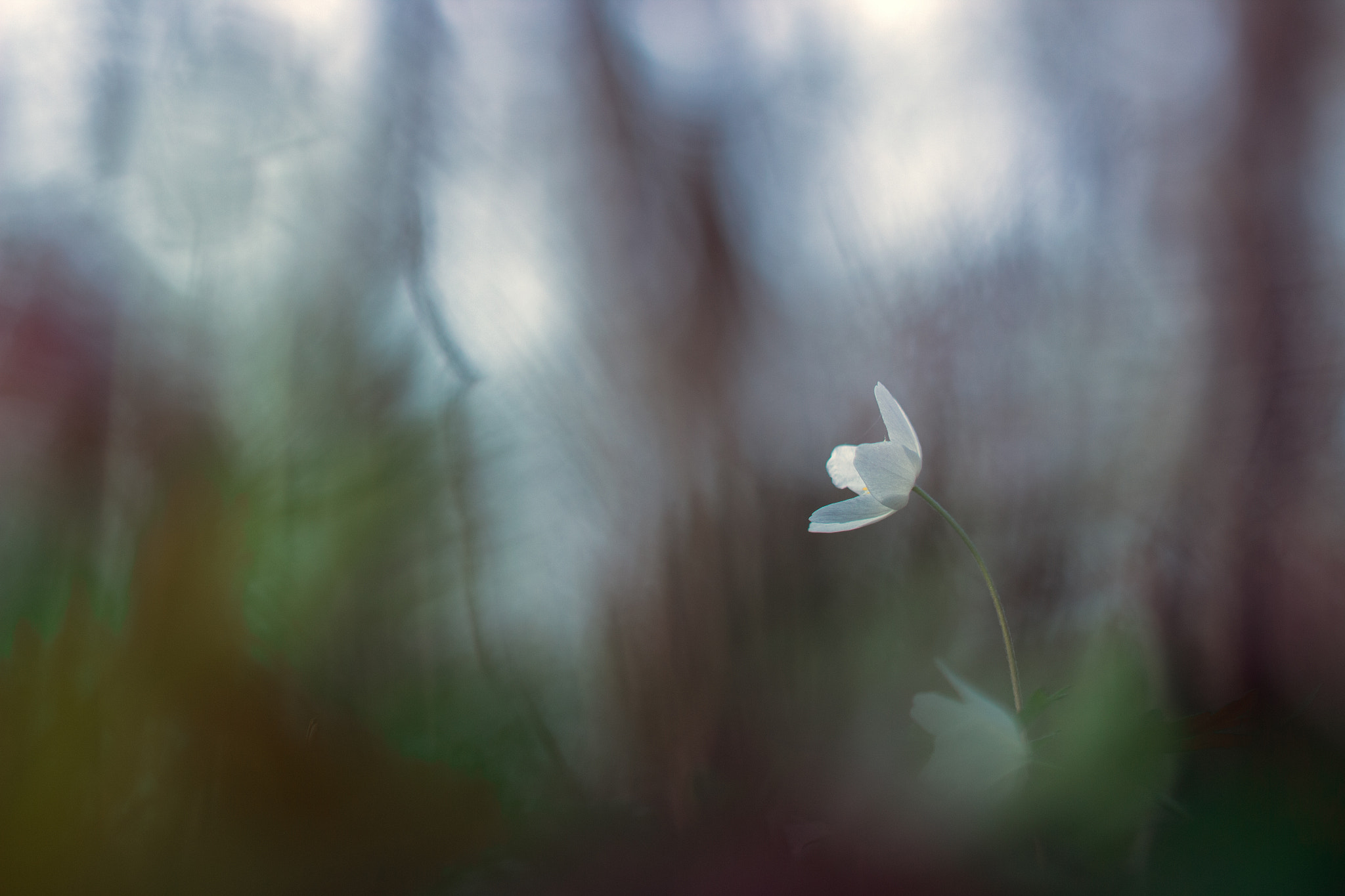 Canon EF 100mm F2.8L Macro IS USM sample photo. Anémone photography