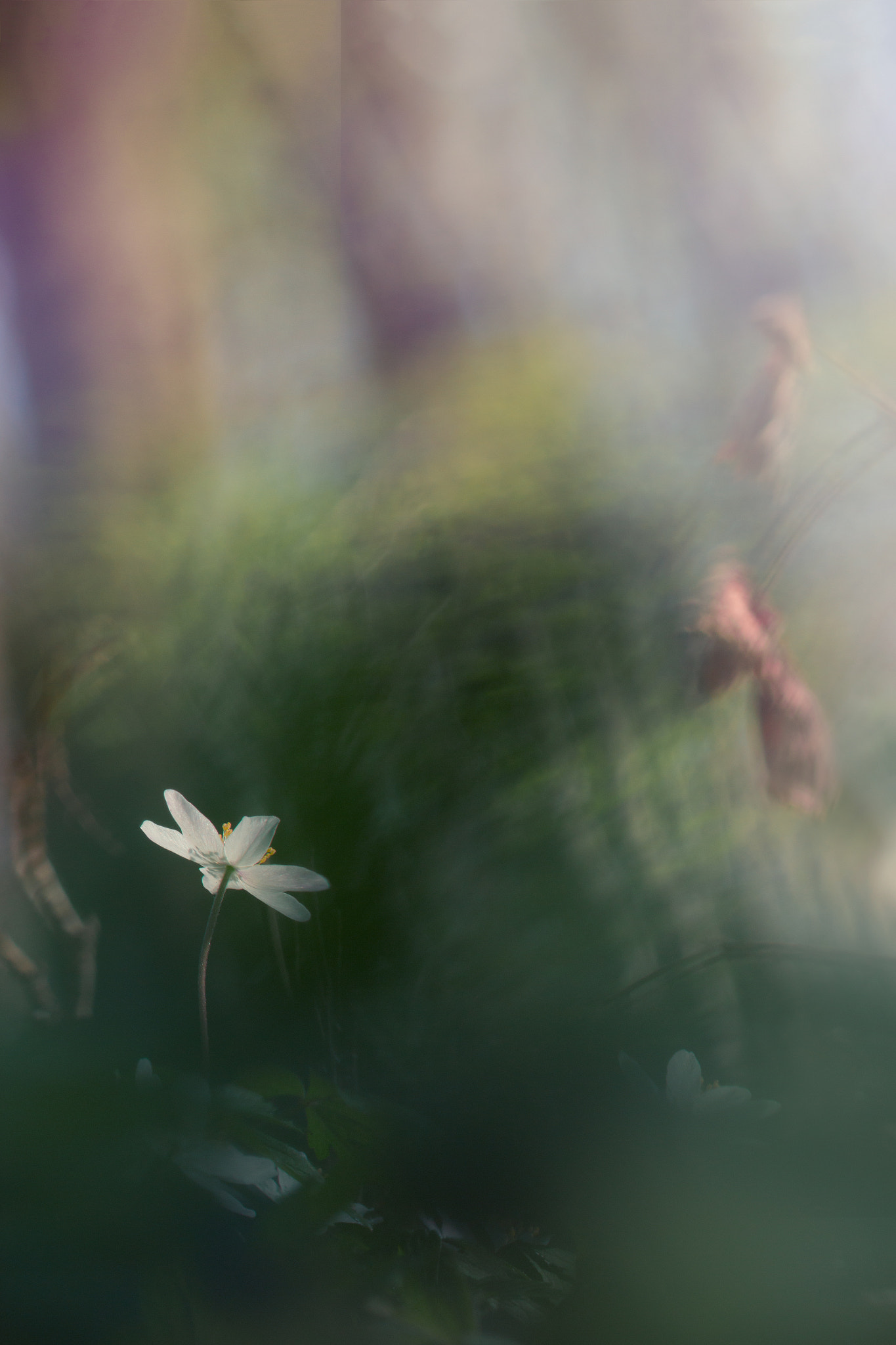 Canon EF 100mm F2.8L Macro IS USM sample photo. Anémone photography