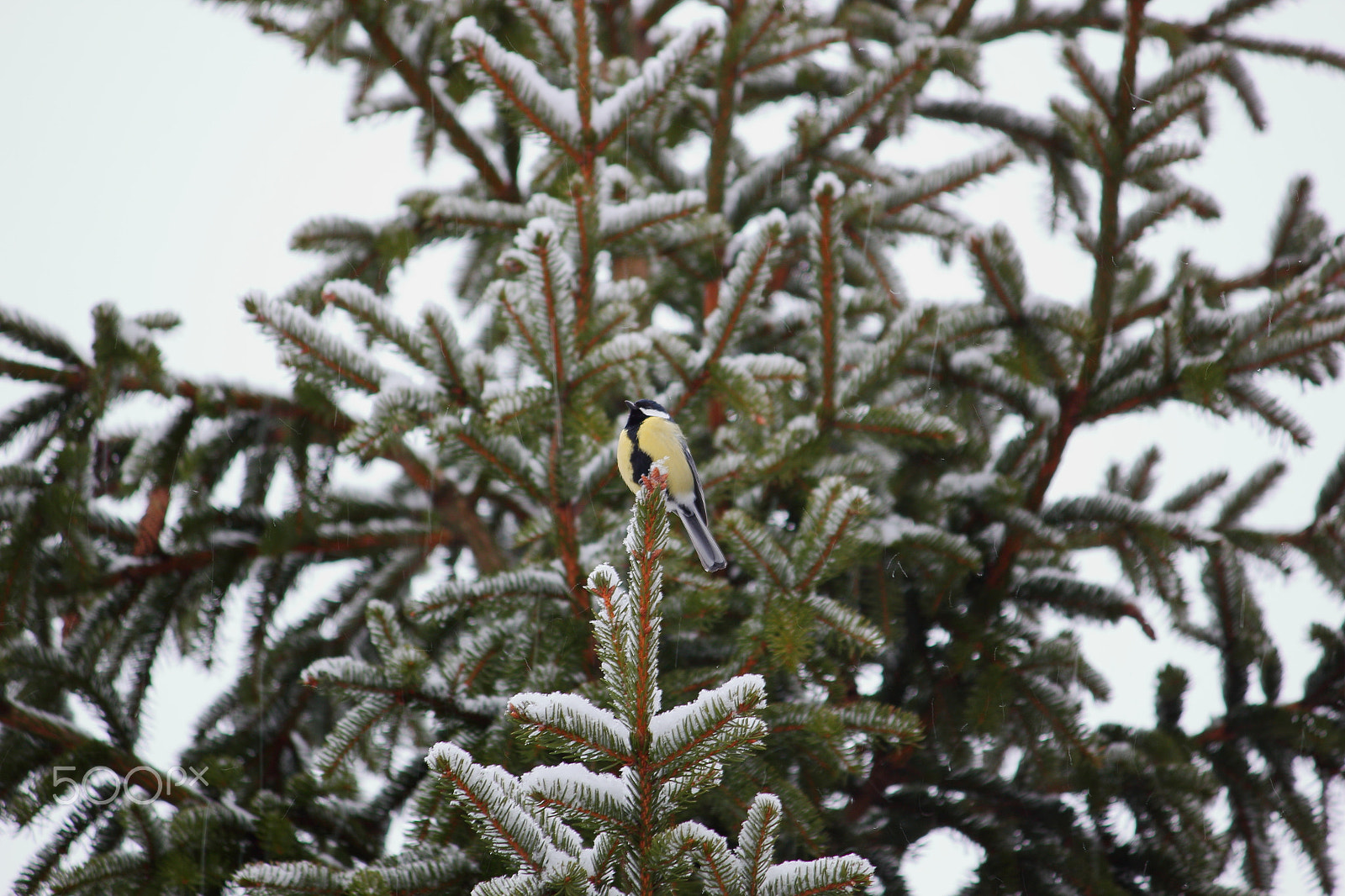 Canon EOS 550D (EOS Rebel T2i / EOS Kiss X4) sample photo. Great tit photography
