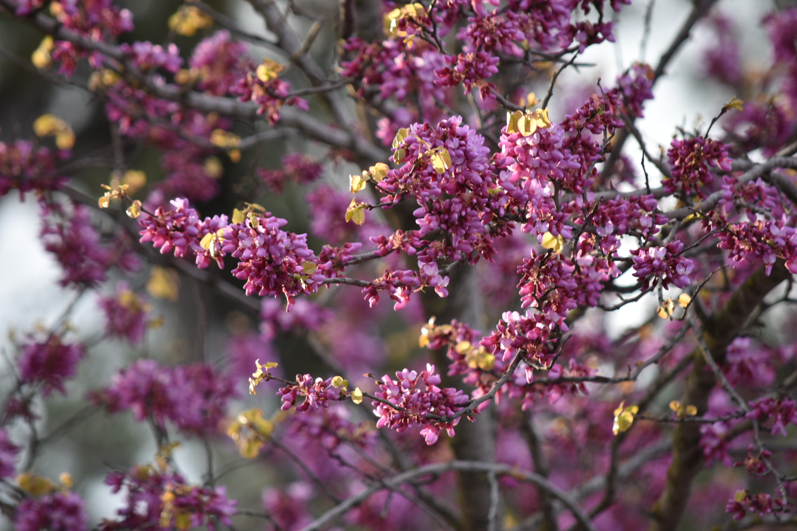 Nikon D7200 sample photo
