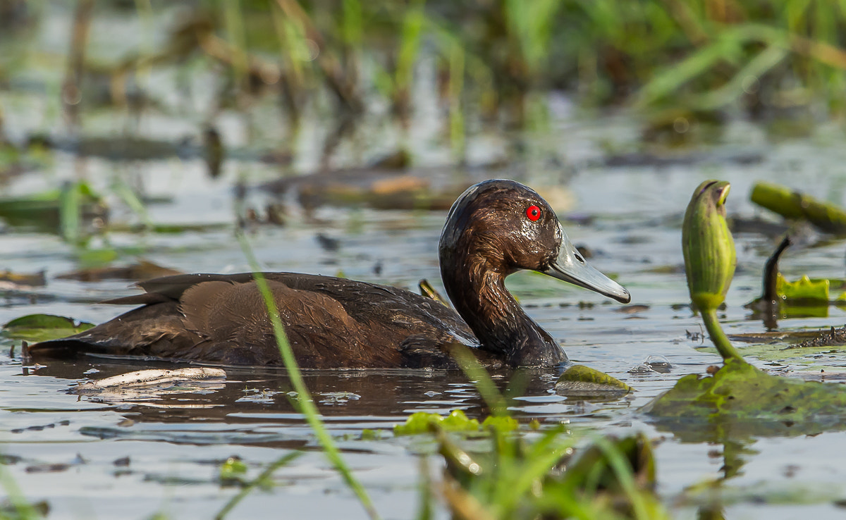 Nikon AF-S Nikkor 600mm F4G ED VR sample photo. Southern pochard photography