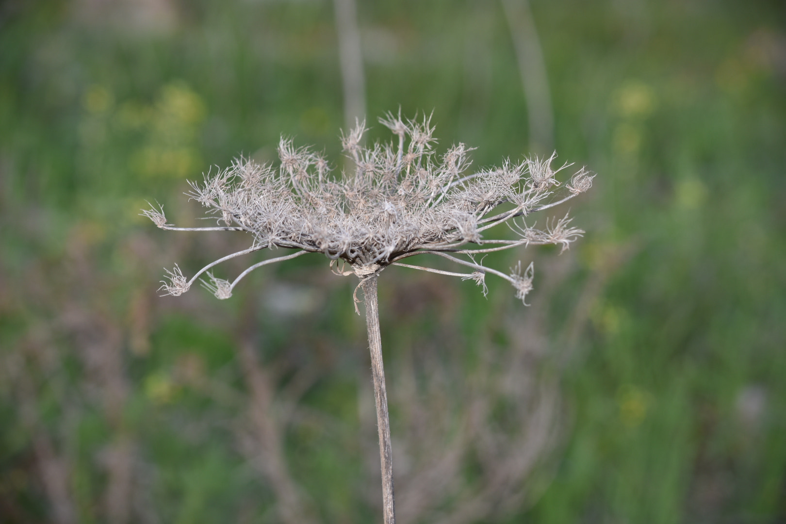 Nikon D7200 sample photo