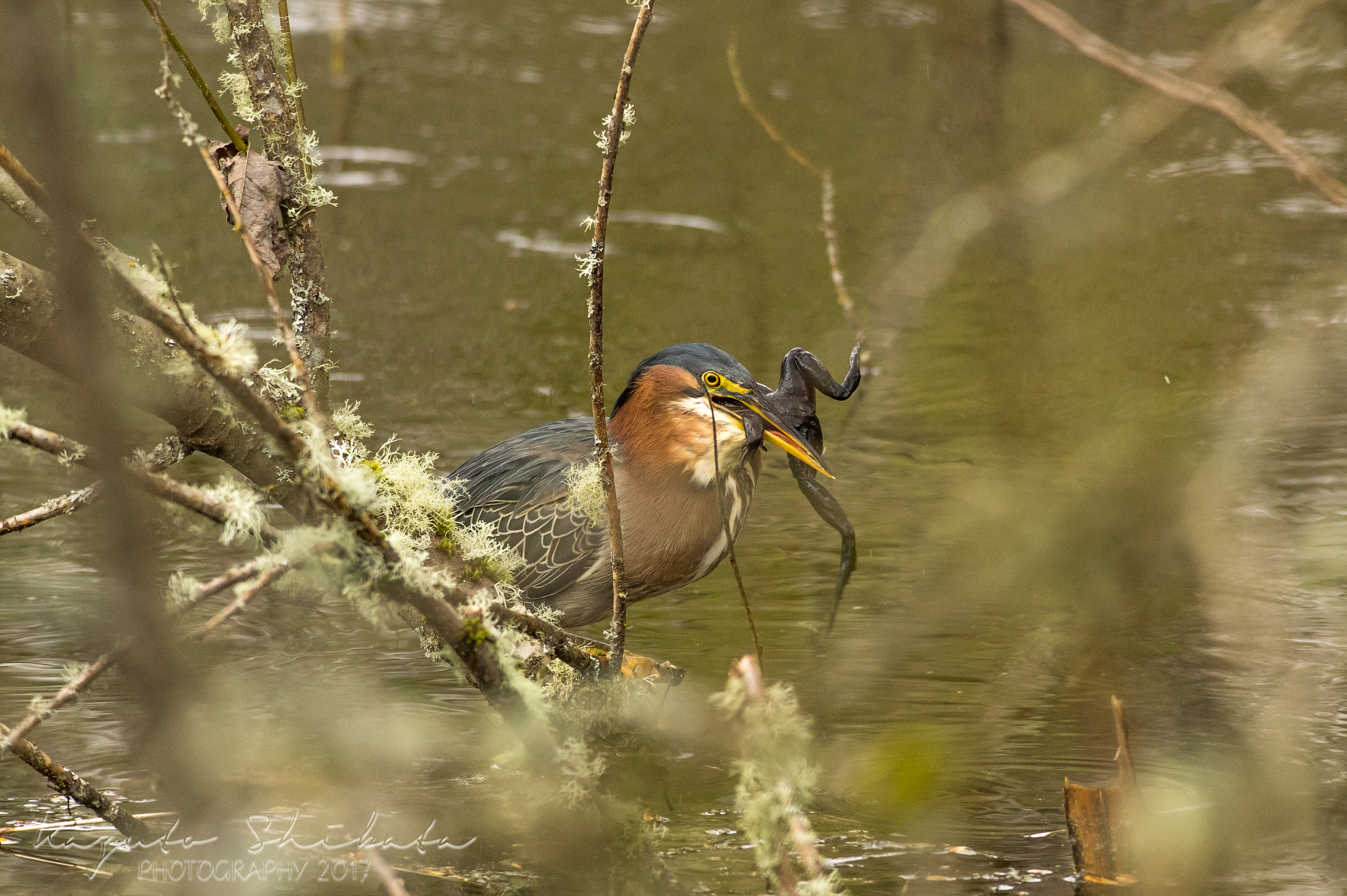 Pentax K-3 II + A Series Lens sample photo. Green heron eating a frog photography