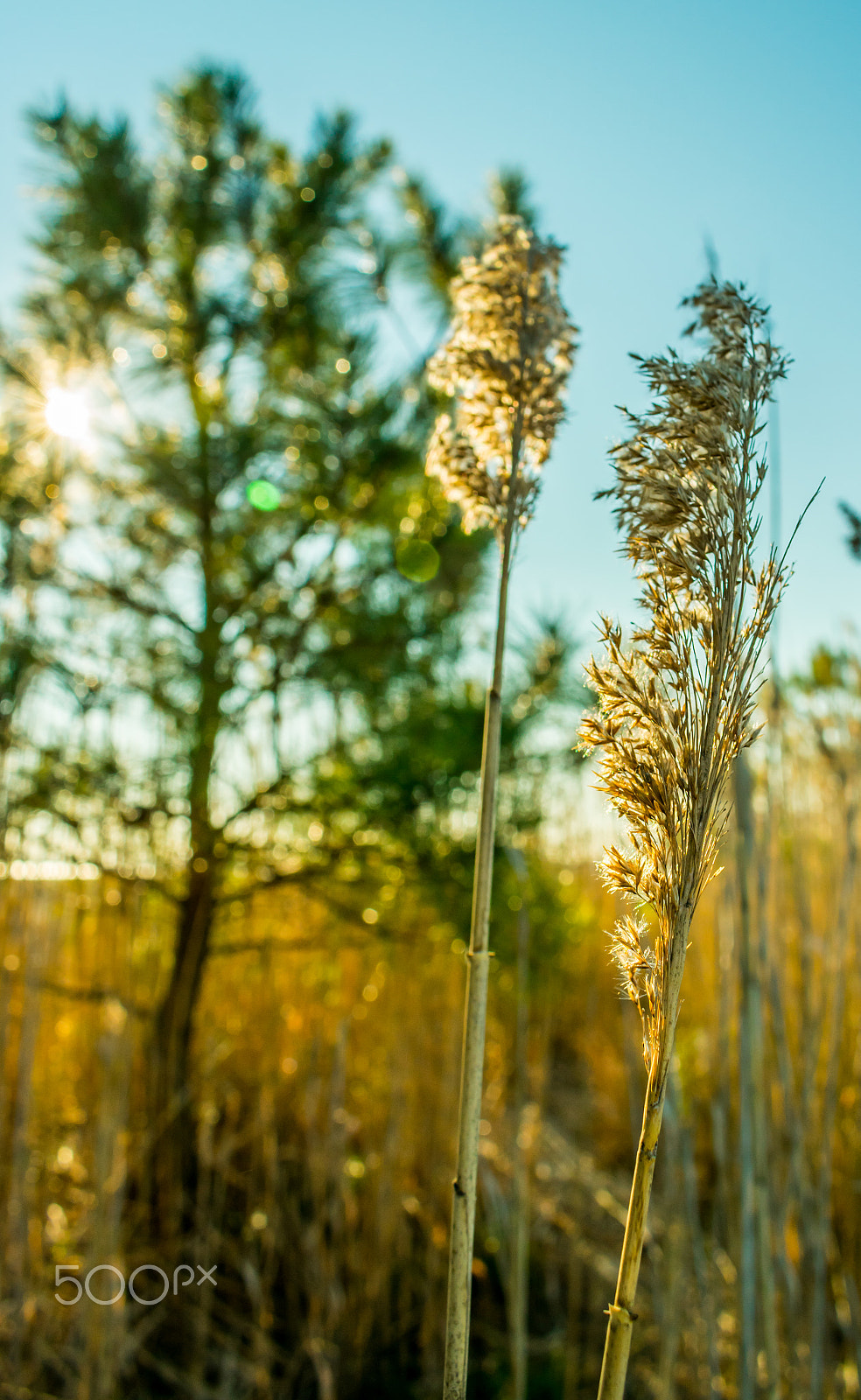 Nikon D3400 sample photo. Sunshine photography