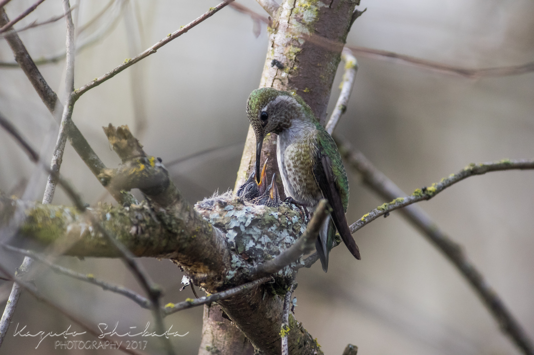 Pentax K-3 II sample photo. Anna's hummingbird feeding babies photography