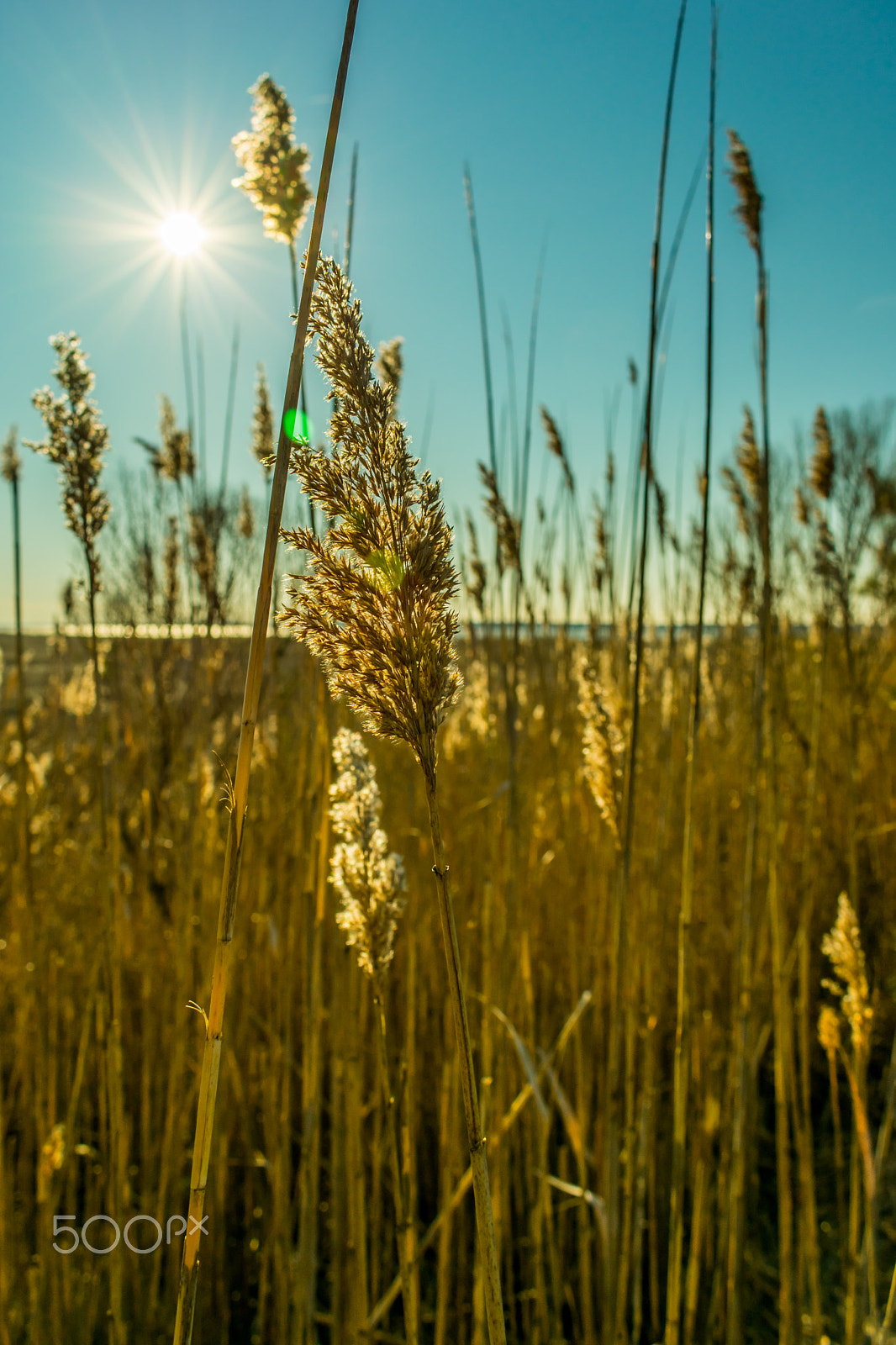 Nikon D3400 sample photo. Sunshine photography
