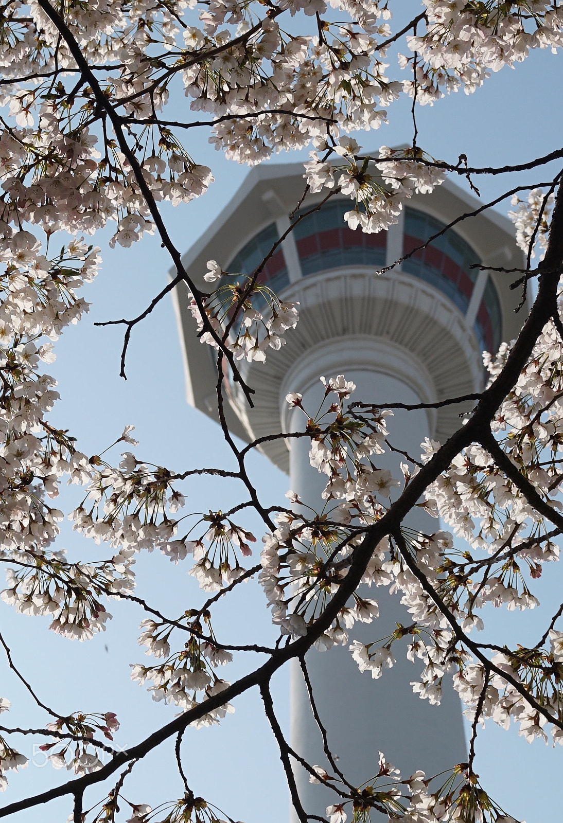 Sony 35mm F2.0 sample photo. Cherry blossom photography