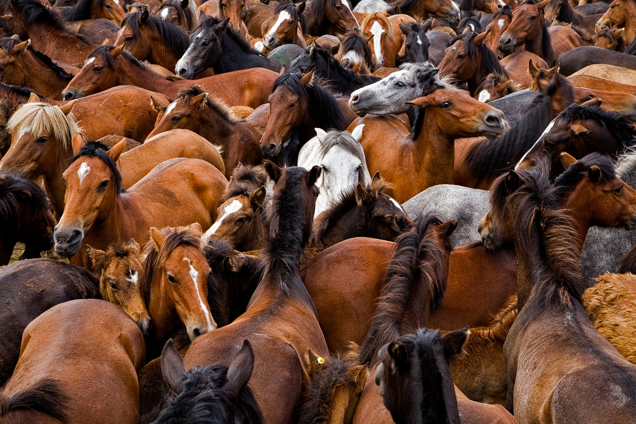 Canon EOS 5D sample photo. Sea of horses photography