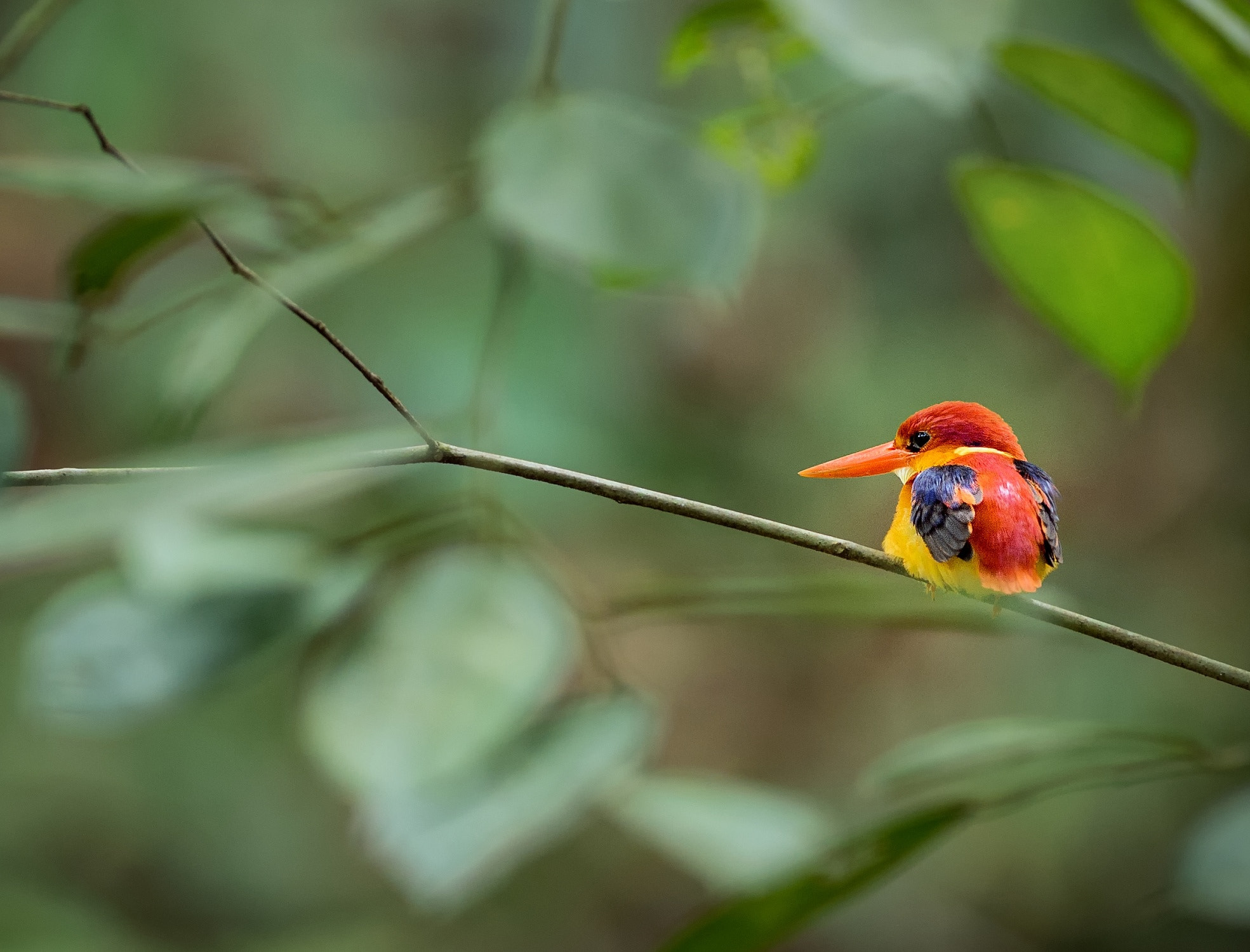 Nikon D4S sample photo. Rufous backed kingfisher photography