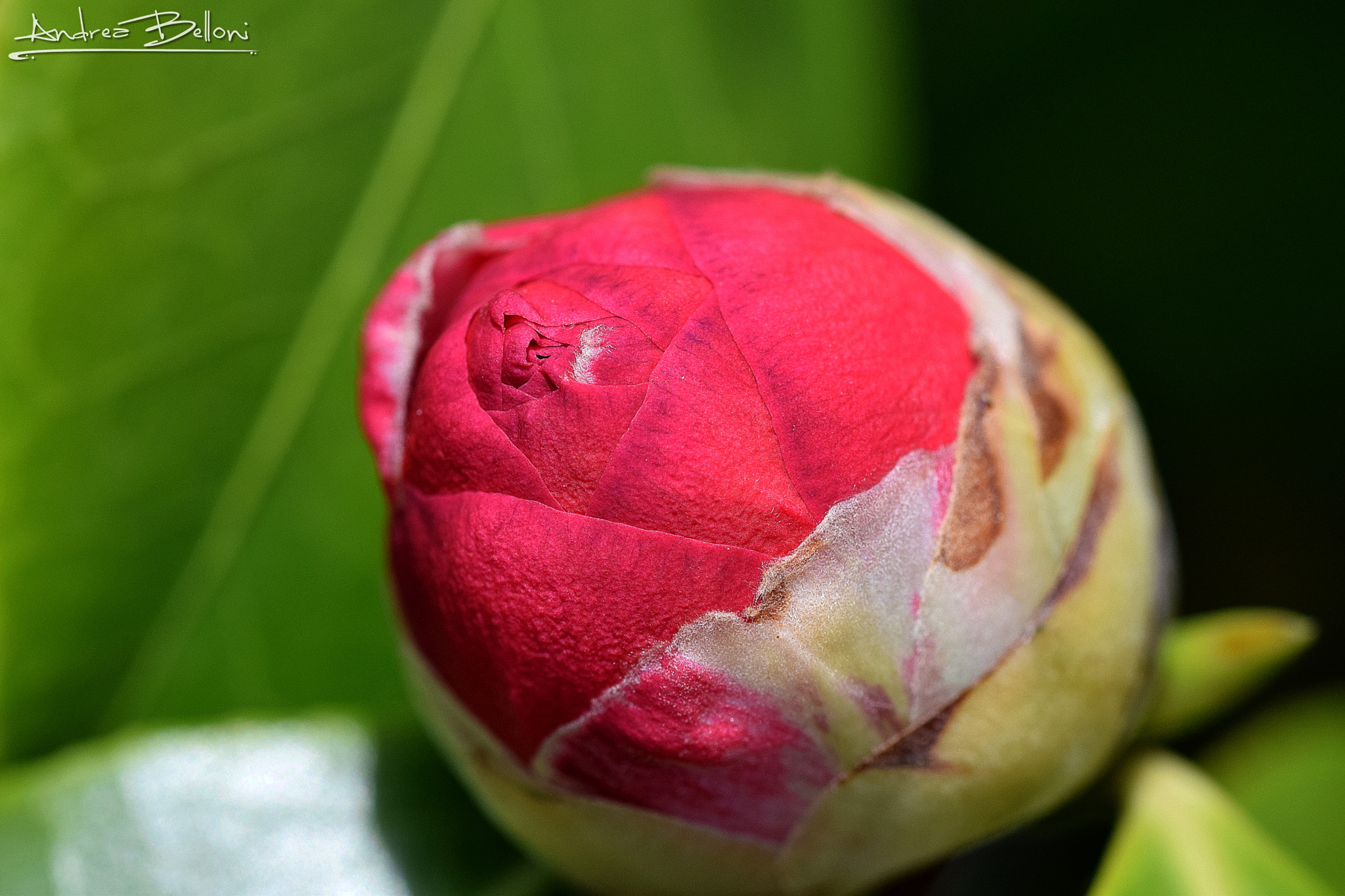 Sigma 105mm F2.8 EX DG OS HSM sample photo. Not my turn yet photography