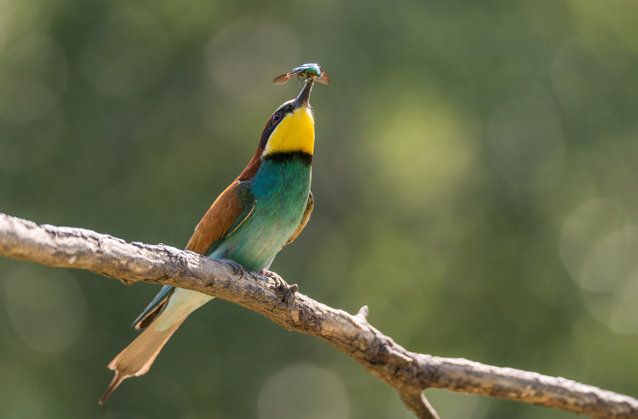 Sigma 150-600mm F5-6.3 DG OS HSM | S sample photo. Pinned onto the beak photography