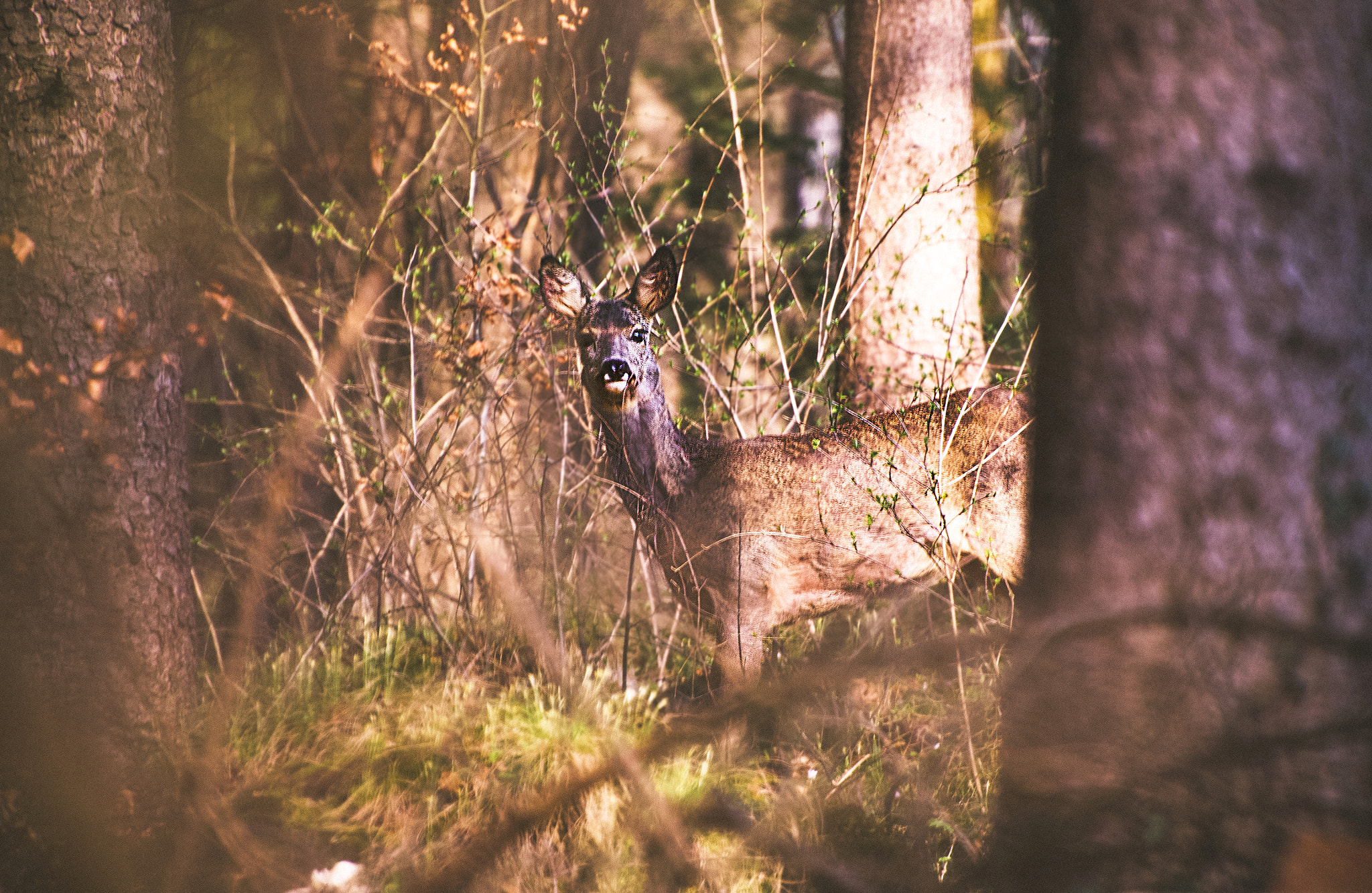 Nikon D3100 sample photo. Deer photography