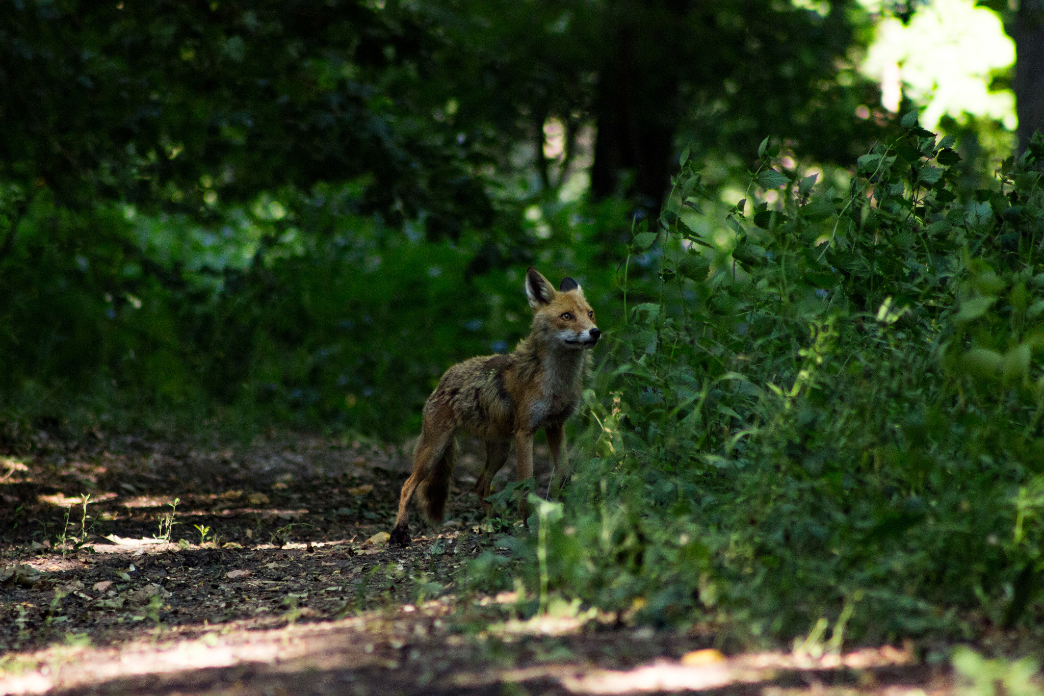 Canon EOS 600D (Rebel EOS T3i / EOS Kiss X5) + EF75-300mm f/4-5.6 sample photo. Bogdan zagavei vulpita wildlife photography