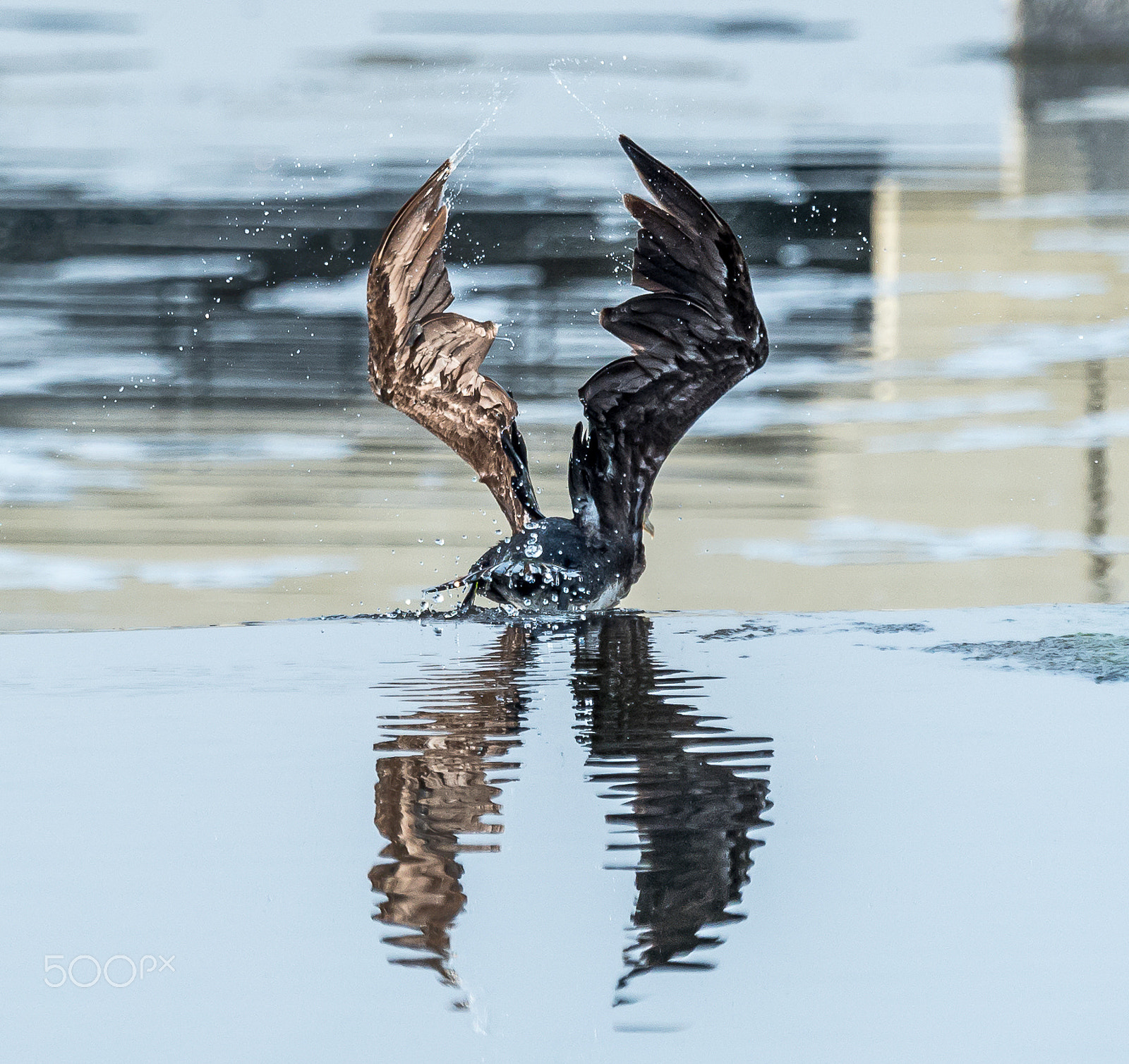 Nikon D750 sample photo. Wings on water photography