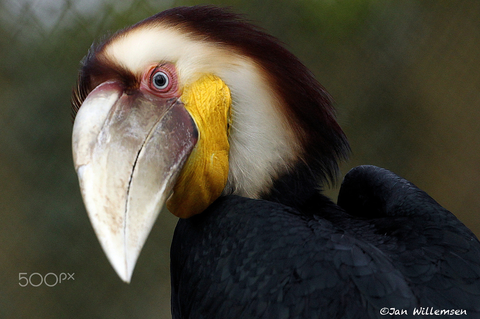 Canon EF 300mm F2.8L IS II USM sample photo. Wreathed hornbill photography