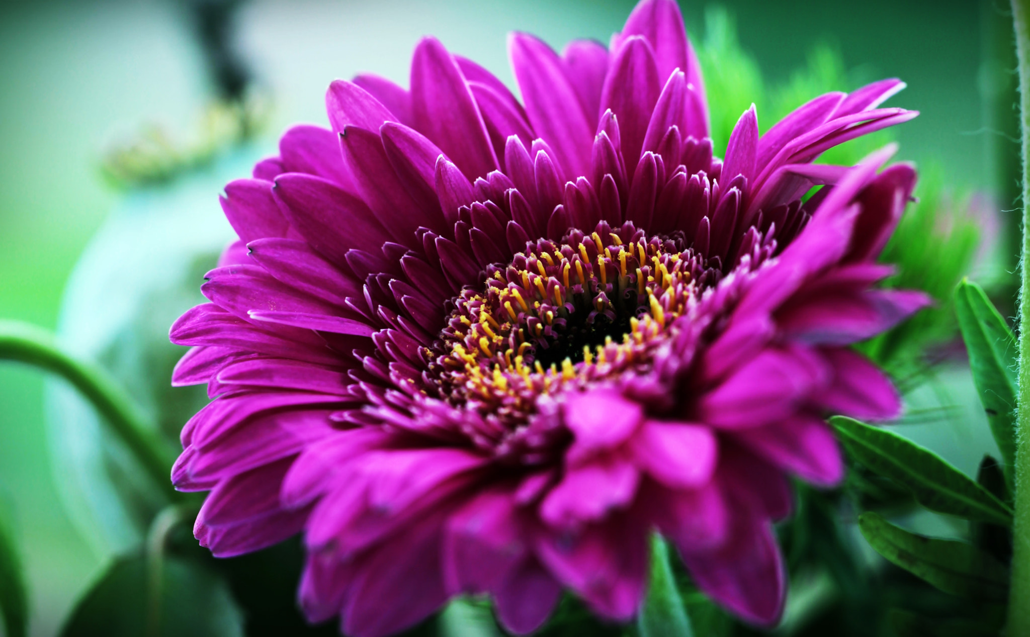 Canon EF 100mm F2.8L Macro IS USM sample photo. Ara photography