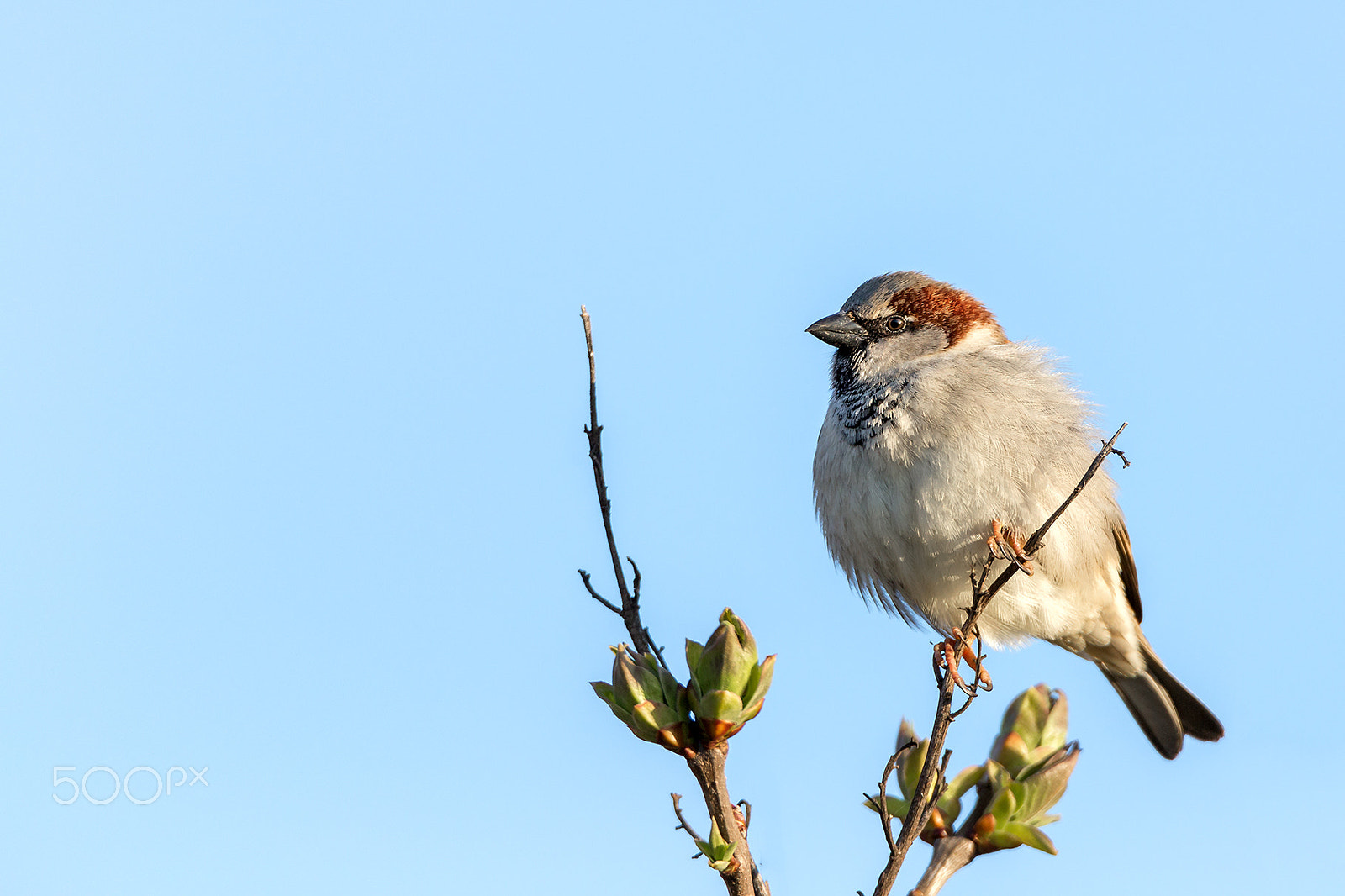 Tamron SP 150-600mm F5-6.3 Di VC USD sample photo. Little one photography